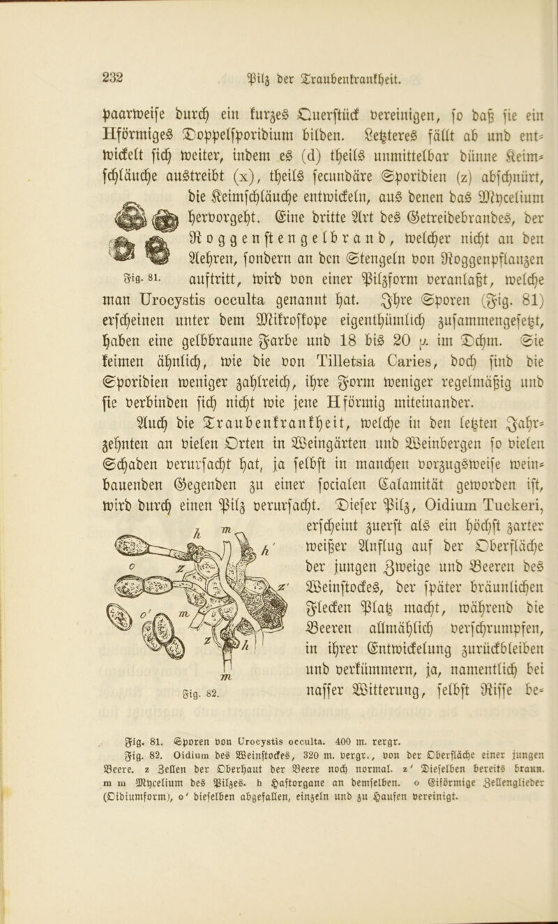 8i. paarmeife burd) ein fur§e£ Cuerftiicf bereinigen, fo baß fie ein HförmigeS £)oppelfporibium bilben. ße^tereS fällt ab unb ent* toicfett fiep meiter, inbem e§ (d) tpeitö unmittelbar bünne fteim* fcptäucpe au£treibt (x), tpeilg fecunbäre ©poribien (z) abfcpnürt, bie St'eimfcpläucpe entmicfeln, au§ benen ba£ 9}?pcelium perborgept. (Sine britte 2lrt be3 ©etreibebranbe^, ber loggen ft engetbranb, melcper nicpt an ben Lepren, fonbern an bcn ©tengein bon 9toggenpflan§en auf tritt ^ mirb bon einer *ßil§form beranlaßt, melcpe man Urocystis occulta genannt pat. §pre Sporen (gig. 81) erfdpeinen unter bem üDttfroffope eigentpümlicp ^ufammengefe^t, paben eine gelbbraune garbe unb 18 bi£ 20 y. im 3)cpm. ©ie feimen äpnticp, mie bie bon Tilletsia Caries, botf) finb bie ©portbien weniger gaplreicp, ipre gönn weniger regelmäßig unb fie berbinben fiep nicpt tbie jene H förmig miteinanber. 9lucp bie ©rauben fr an fpeit, melcpe in ben lebten Qapr* gepnten an bielen Orten in Seingärten unb Seinbergen jo bieten ©epaben berurfaept pat, ja felbft in manepen borgug§Weife mein* bauenben ©egenben gu einer fociaten Kalamität gemorben ift, mirb burep einen ^ilg berurfaept. ©iefer $ilg, Oidium Tuckeri, erfepeint guerft al§ ein pöcpft garter weißer Hinflug auf ber Oberfläcpe ber jungen $meige un^ Leeren be£ Seinfto<fe§, ber fpäter bräunücpen gleefen ^lap maept, mäprenb bie Leeren aÜmäplicp berfeprumpfen, in iprer (Sntmiefelung gurücfbleiben unb berfümmern, ja, namentlicp bei gifl. 82. naffer Sitterung, felbft Ütiffe be* ^ig. 81. «Sporen öon Urocystis occulta. 400 m. rergr. gig. 82. Oidium be§ SBeinftocfeS, 320 nt. oergr., bon ber Cberfläcfje einer jungen Söeere. z 3eöen ber Oberhaut ber 93eere nodE) normal. z‘ ©iefelben bereits braun, m m SDtpcelium be§ $ilge§. b §aftorgane an bemfelben. o eiförmige 3eftengliet>er (Dibiumform), o' biefelben abgefallen, einzeln unb gu Raufen bereinigt.