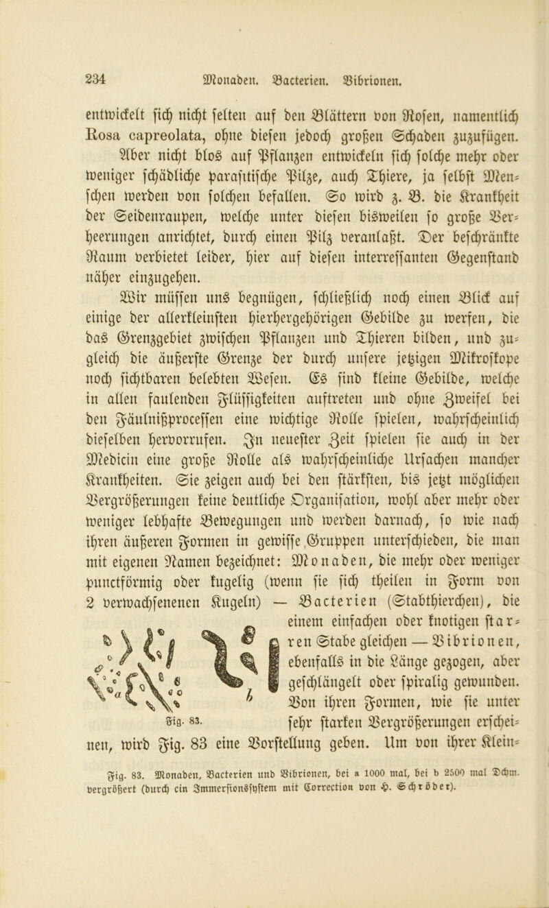 enttoicfelt fich nic^t feiten auf bett blättern bon Sftofen, namentlich llosa capreolata, ohne biefen jeboch großen ©chaben zuzufügen. 51ber nicht blo£ auf Pflanzen enttoicfeln fich folche mehr ober Weniger fchäblid)e ^arafttifcf)e pl^e, auch £hiere> ia 9)?en= fchen merben bon folgen befallen. ©o toirb 5. 53. bie ^ranlheit ber ©eibenrauben, toelche unter biefen btötoeilen fo große Ven heerungen anrichtet, bnrch einen ^il§ beranlaßt. £)er befchränfte SHaum berbietet leiber, hier auf biefen interreffanten (Gegenftanb näher einzugehen. VMr müffen nn§> begnügen, fd)ließ(ich noch einen 33üd: auf einige ber atlerfleinften b)terb)ergeb)örigeu (Gebilbe zu toerfen, bie ba£ (Grenzgebiet ztoifdjen Pflanzen unb £hiereu btlben, unb zu? gleich bie äußerfte Grenze ber bnrch nufere jetzigen äftifroffobe uod) fidjtbaren belebten SBefen. finb Heine (Gebilbe, melcbe in allen faulenbcn glüffigfeiten auftreten unb ohne gtoeifel frei bett gäulnißproceffen eine nächtige Stolle fielen, mahrfd)einlich biefeiben herborrufen. gn ueuefter 3eit fielen fie aud) *n frer Bebirin eine große Ofolle a!3 toahrfcheinliche Urfachett mancher tranfheiten. ©ie zeigen aud) bei ben ftärfften, bi£ jefet möglichen Vergrößerungen feine heutige Drganifation, toohl aber mehr ober toentger lebhafte Verlegungen unb toerbeu bantach, fo nie nach ihren äußeren formen in gettüffe .(Gruppen unterf(hieben, bie man mit eigenen tarnen bezeichnet: Otto naben, bie mehr ober mentger bunctförmig ober fngelig (meint fie fich t^eilen in gönn bon 2 bertoachfeneucn kugeln) — Vacterien (©tabthierchen), bie einem einfachen ober fnotigen ftar* r e tt ©tabe gleichen — V i b r i 0 n e tt, ebenfalls in bie Sänge gezogen, aber gefchlängelt ober fpiralig gemunben. Von ihren gönnen, mie fie unter ®»0-83- fehr ftarfen Vergrößerungen erfcben nett, toirb gig. 83 eine VorfteHnng geben. Um bon ihrer $leitn gig. 83. 2Jtonaben, Sacterien unb SJibriotten, bei a 1000 mal, bet b 2500 mal ©cbm. bergröfjert (burcb ein SmmerfionSfbftem mit Sorrection oon $. £cbtobet).