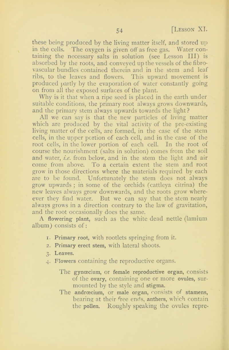 these being produced by the living matter itself, and stored up in the cells. The oxygen is given otf as free gas. Water con- taining the necessary salts in solution (see Lesson III) is absorbed by the roots, and conveyed up the vessels of the fibro- vascular bundles contained therein and in the stem and leaf ribs, to the leaves and flowers. This upward movement is produced paitly by the evaporation of water constantly going on from all the exposed surfaces of the plant. Why is it that when a ripe seed is placed in the earth under suitable conditions, the primary root always grows downwards, and the primary stem always upwards towards the light? All we can say is that the new particles of living matter which are produced by the vital activity of the pre-existing living matter of the cells, are formed, in the case of the stem cells, in the upper portion of each cell, and in the case of the root cells, in the low'er portion of each cell. In the root of course the nourishment (salts in solution) comes from the soil and water, i.e. from below, and in the stem the light and air come from above. To a certain extent the stem and root grow in those directions where the materials required by each are to be found. Unfortunately the stem does not always grow upwards ; in some of the orchids (cattleya citrina) the new leaves always grow downwards, and the roots grow where- ever they find water. But we can say that the stem nearly always grows in a direction contrary to the law of gravitation, and the root occasionally does the same. A flowering plant, such as the white dead nettle (lamium album) consists of: 1. Primary root, with rootlets springing from it. 2. Primary erect stem, with lateral shoots. 3. Leaves. g. Flowers containing the reproductive organs. 'Bhe gynoecium, or female reproductive organ, consists of the ovary, containing one or more ovules, sur- mounted by the style and stigma, d'he androecium, or male organ, consists of stamens, bearing at their Aee ends, anthers, which contain the pollen. Roughly speaking the ovules repre-