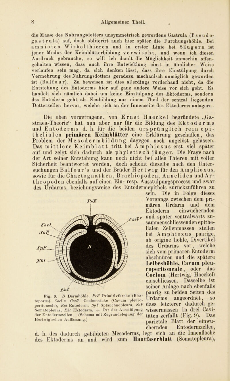 9 die Masse des Nahrungsdotters unsymmetrisch gewordene Gastrula (Pseudo- gas trula) auf, doch obliterirt auch hier später die Furchungshöhle. Bei amnioten Wirbelthieren und in erster Linie bei Säugern ist jener Modus der Keimblätterbildung verwischt, und wenn ich diesen Ausdruck gebrauche, so will ich damit die Möglichkeit immerhin offen- gehalten wissen, dass auch ihre Entwicklung einst in ähnlicher Weise verlaufen sein mag, da sich denken lässt, dass ihre Einstülpung durch Vermehrung des Nahrungsdotters geradezu mechanisch unmöglich geworden ist (Balfour). Zu beweisen ist dies allerdings vorderhand nicht, da die Entstehung des Entoderms hier auf ganz andere Weise vor sich geht. Es handelt sich nämlich dabei um keine Einstülpung des Ektoderms, sondern das Eutoderm geht als Neubildung aus einem Theil der central liegenden Dotterzellen hervor, welche sich an der Innenseite des Ektoderms anlagern. Die oben vorgetragene, von Ernst Haeckel begründete „Ga- straea-Theorie“ hat nun aber nur für die Bildung des Ektoderms und Entoderms d. h. für die beiden ursprünglich rein epi- thelialen primären Keimblätter eine Erklärung geschaffen, das Problem der Mesodermbildung dagegen noch ungelöst gelassen. Das mittlere Keimblatt tritt bei Amphioxus erst viel später auf und zeigt sich dadurch als phyletisch jünger. Die Frage nach der Art seiner Entstehung kann noch nicht bei allen Thieren mit voller Sicherheit beantwortet werden, doch scheint dieselbe nach den Unter- suchungen Balfour’s und der Brüder Hertwig für den Amphioxus, sowie fürdieChaetognathen, Brachiopoden, Anneliden und A r- thropoden ebenfalls auf einen Ein- resp. Ausstülpungsprocess und zwar des Urdarms, beziehungsweise des Entodermepithels zurückzuführen zu sein. Die in Folge dieses j>rjr Vorgangs zwischen dem pri- mären Urdarm und dem Ektoderm einwuchernden Cocjjl und später ventralwärts zu- sammenschliessenden epithe- lialen Zellenmassen stellen bei Amphioxus paarige, ab origine hohle, Divertikel des Urdarms vor, welche sich vom primären Entoderm abschnüren und die spätere Leibeshöhle, Cavum pleu- roperitoneale , oder das Coelom (Hertwig, Haeckel) einschliessen. Dasselbe ist seiner Anlage nach ebenfalls . , paarig zu beiden Seiten des Fig. 9. D Darmhöhle, PrF Primitivfurche (lilas- tt j aneeordnet SO toporus). Coel u Coel1 Coelomsäcke (Cavum pleuro- ° . 2 peritoneale), Ent Entoderm. SpP Splanchnopleura, SoP daSS letzterer dadurch ge- Somatopleura, Ekt Ektoderm, + Ort der Ausstülpung wissermaSSeU in drei Cavi- der Entodermzellen. (Schema mit Zugrundelegung der zerfällt (Fig. 9). Das Hertwig’schen Auffassung) parietale Blatt der einwu- chernden Entodermzellen, d. h. des dadurch gebildeten Mesoderms, legt sich an die Innenfläche des Ektoderms an und wird zum Hautfaserblatt (Somatopleura), Jh'ni