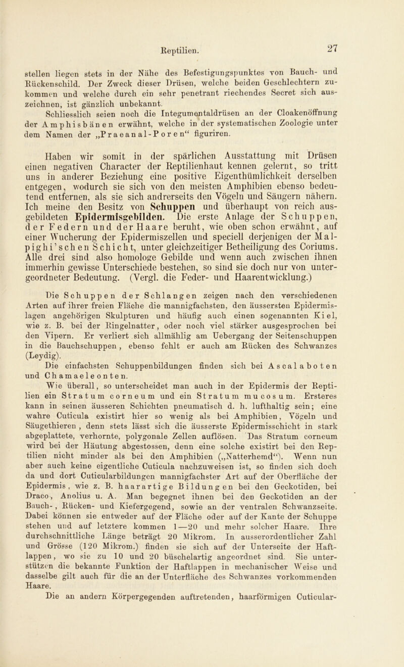 Reptilien. t stellen liegen stets in der Nähe des Befestigungspunktes von Bauch- und Bückenschild. Der Zweck dieser Drüsen, welche beiden Geschlechtern zu- kommen und welche durch ein sehr penetrant riechendes Secret sich aus- zeichnen, ist gänzlich unbekannt. Schliesslich seien noch die Integumentaldrüsen an der Cloakenöffnung der Amphisbänen erwähnt, welche in der systematischen Zoologie unter dem Namen der „Praeanal-Poren“ figuriren. Haben wir somit in der spärlichen Ausstattung mit Drüsen einen negativen Character der Reptilienhaut kennen gelernt, so tritt uns in anderer Beziehung eine positive Eigentümlichkeit derselben entgegen, wodurch sie sich von den meisten Amphibien ebenso bedeu- tend entfernen, als sie sich andrerseits den Vögeln und Säugern nähern. Ich meine den Besitz von Schuppen und überhaupt von reich aus- gebildeten Epidermisgebilden. Die erste Anlage der Schuppen, der Federn und der Haare beruht, wie oben schon erwähnt, auf einer Wucherung der Epidermiszellen und speciell derjenigen der Mal- p i g h i ’ s c h e n S c h i c h t, unter gleichzeitiger Betheiligung des Coriums. Alle drei sind also homologe Gebilde und wenn auch zwischen ihnen immerhin gewisse Unterschiede bestehen, so sind sie doch nur von unter- geordneter Bedeutung. (Vergl. die Feder- und Haarentwicklung.) Die Schuppen der Schlangen zeigen nach den verschiedenen Arten auf ihrer freien Fläche die mannigfachsten, den äussersten Epidermis- lagen angehörigen Skulpturen und häufig auch einen sogenannten Kiel, wie z. B. bei der Ringelnatter, oder noch viel stärker ausgesprochen bei den Vipern. Er verliert sich allmählig am Uebergang der Seitenschuppen in die Bauchschuppen, ebenso fehlt er auch am Bücken des Schwanzes (Leydig). Die einfachsten Schuppenbildungen finden sich bei Ascalaboten und Chamaeleonten. Wie überall, so unterscheidet man auch in der Epidermis der Repti- lien ein Stratum corneum und ein Stratum mucosum. Ersteres kann in seinen äusseren Schichten pneumatisch d. h. lufthaltig sein; eine wahre Cuticula existirt hier so wenig als bei Amphibien, Vögeln und Säugethieren , denn stets lässt sich die äusserste Epidermisschicht in stark abgeplattete, verhornte, polygonale Zellen auflösen. Das Stratum corneum wird bei der Häutung abgestossen, denn eine solche existirt bei den Rep- tilien nicht minder als bei den Amphibien (,,Natterhemd“). Wenn nun aber auch keine eigentliche Cuticula nachzuweisen ist, so finden sich doch da und dort Cuticularbildungen mannigfachster Art auf der Oberfläche der Epidermis, wie z. B. haarartige Bildungen bei den Geckotiden, bei Draco, Anolius u. A. Man begegnet ihnen bei den Geckotiden an der Bauch-, Rücken- und Kiefergegend, sowie an der ventralen Schwanzseite. Dabei können sie entweder auf der Fläche oder auf der Kante der Schuppe stehen und auf letztere kommen 1—20 und mehr solcher Haare. Ihre durchschnittliche Länge beträgt 20 Mikrom. In ausserordentlicher Zahl und Grösse (120 Mikrom.) finden sie sich auf der Unterseite der Haft- lappen, wo sie zu 10 und 20 büschelartig angeordnet sind. Sie unter- stützen die bekannte Funktion der Haftlappen in mechanischer Weise und dasselbe gilt auch für die an der Unterfläche des Schwanzes vorkommenden Haare. Die an andern Körpergegenden auftretenden, haarförmigen Cuticular-