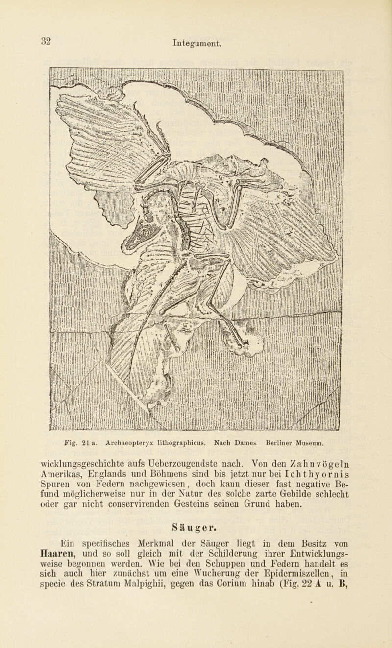 Fig. 21a. Archaeopteryx lithographicus. Nach Dames. Berliner Museum. Wicklungsgeschichte aufs Ueberzeugendste nach. Von den Zahnvögeln Amerikas, Englands und Böhmens sind bis jetzt nur bei Icht hy orni s Spuren von Federn nachgewiesen, doch kann dieser fast negative Be- fund möglicherweise nur in der Natur des solche zarte Gebilde schlecht oder gar nicht conservirenden Gesteins seinen Grund haben. Säuger. Ein specifisches Merkmal der Säuger liegt in dem Besitz von Haaren, und so soll gleich mit der Schilderung ihrer Entwicklungs- weise begonnen werden. Wie bei den Schuppen und Federn handelt es sich auch hier zunächst um eine Wucherung der Epidermiszellen, in specie des Stratum Malpighii, gegen das Corium hinab (Fig. 22 A u. B,