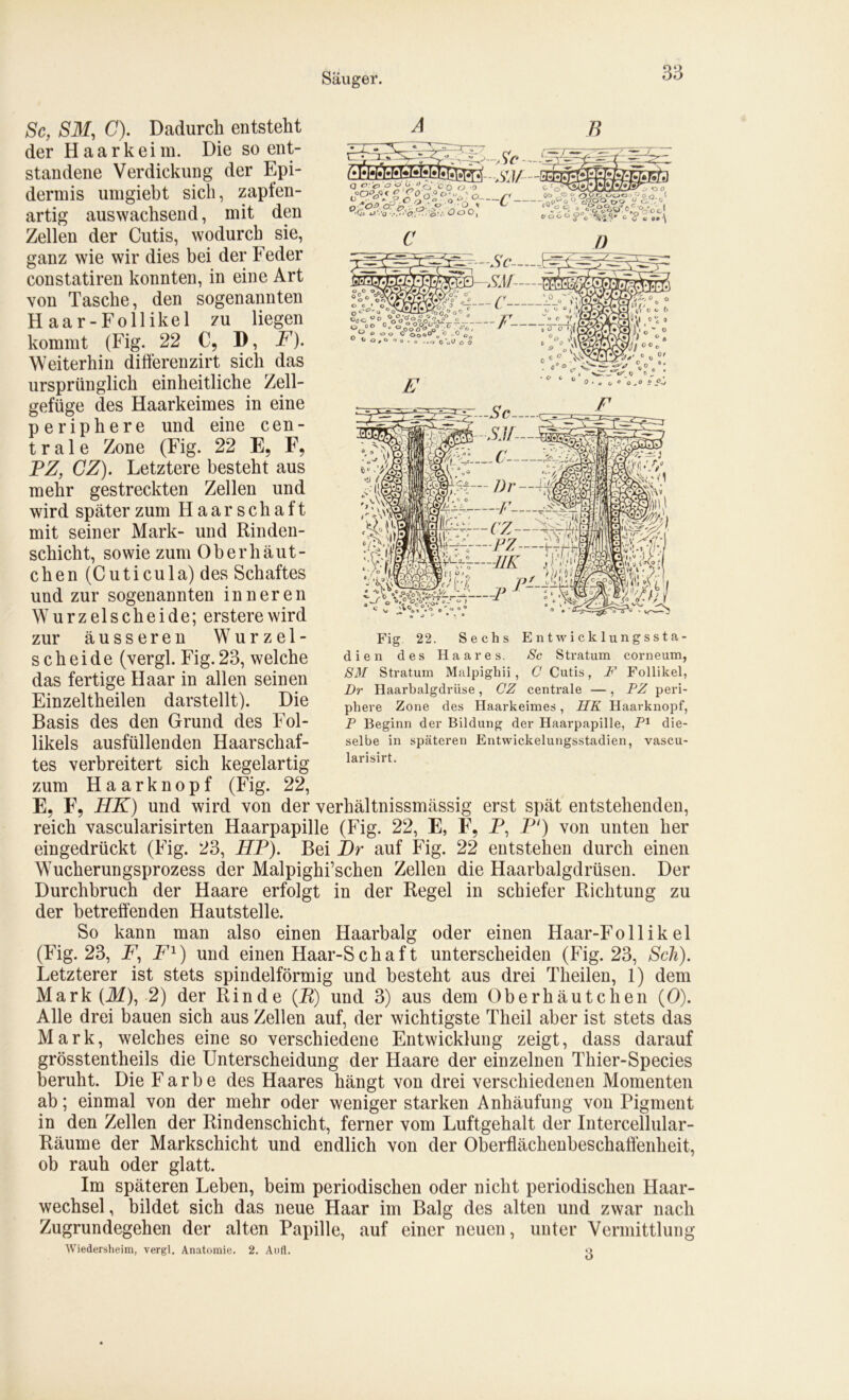 B 0CÄo?irt!ö;'ooo'o -po4^ * 5? _ 0 Q 0 C>Tu ' Q fl GO O c/ 0 o. 1 U V n >• .?. O /Q , o o ^ /, no^o ° c°00 ryo u C,- . c •0* 'X.'o-?..‘0:,;'0'.t. OQO{ foSoO^'ll^: c 'S’ 2 /; S-Äif— 5 c 1°-«*’ i\] 3 o 000o0'°?o0i^° ° ° V “‘«71 J o o O OooO 0 -0 e o 1 ° ^ a,o n o.o 0-oD ö 2 0 E fßi—!)r — ¥F---cz- W^b—PZ-— t—IIK II ,ü'„ u! (?/f / t • V • „°£0 3 ’ /J * *•' „ '‘«..Vo ,-»•• o J * • * * /Sc, $ilf, G). Dadurch entsteht der H a a r k e i m. Die so ent- standene Verdickung der Epi- dermis umgiebt sich, zaplen- artig auswachsend, mit den Zellen der Cutis, wodurch sie, ganz wie wir dies bei der Feder constatiren konnten, in eine Art von Tasche, den sogenannten Haar-Follikel zu liegen kommt (Fig. 22 C, D, F). Weiterhin diilerenzirt sich das ursprünglich einheitliche Zell- gefüge des Haarkeimes in eine periphere und eine cen- trale Zone (Fig. 22 E, F, TZ, GZ). Letztere besteht aus mehr gestreckten Zellen und wird später zum H a a r s c h a f t mit seiner Mark- und Rinden- schicht, sowie zum Oberhäut- chen (Cuticula) des Schaftes und zur sogenannten inneren Wurzelscheide; ersterewird zur äusseren Wurzel- scheide (vergl. Fig. 23, welche das fertige Haar in allen seinen Einzeltheilen darstellt). Die Basis des den Grund des Fol- likels ausfüllenden Haarschaf- tes verbreitert sich kegelartig zum Haarknopf (Fig. 22, E, F, HK) und wird von der verhältnissmässig erst spät entstehenden, reich vascularisirten Haarpapille (Fig. 22, E, E, P, T‘) von unten her eingedrückt (Fig. 23, HF). Bei J)r auf Fig. 22 entstehen durch einen Wucherungsprozess der Malpighi’schen Zellen die Haarbalgdrüsen. Der Durchbruch der Haare erfolgt in der Regel in schiefer Richtung zu der betreffenden Hautstelle. So kann man also einen Haarbalg oder einen Haar-Follikel (Fig. 23, P, F1) und einen Haar-Schaf t unterscheiden (Big. 23, Sch). Letzterer ist stets spindelförmig und besteht aus drei Theilen, 1) dem Mark (M), 2) der Rinde (P) und 3) aus dem Oberhäutchen (0). Alle drei bauen sich aus Zellen auf, der wichtigste Theil aber ist stets das Mark, welches eine so verschiedene Entwicklung zeigt, dass darauf grösstentheils die Unterscheidung der Haare der einzelnen Thier-Species beruht. Die Farbe des Haares hängt von drei verschiedenen Momenten ab; einmal von der mehr oder weniger starken Anhäufung von Pigment in den Zellen der Rindenschicht, ferner vom Luftgehalt der Intercellular- Räume der Markschicht und endlich von der Oberflächenbeschatfenheit, ob rauh oder glatt. Im späteren Leben, beim periodischen oder nicht periodischen Haar- wechsel , bildet sich das neue Haar im Balg des alten und zwar nach Zugrundegehen der alten Papille, auf einer neuen, unter Vermittlung Wiedersheim, vergl. Anatomie. 2. Aufl. v> Fig 22. Sechs Entwicklungssta- dien des Haares. Sc Stratum corneum, SM Stratum Malpighii, C Cutis, F Follikel, Dr Haarbalgdrüse, CZ centrale —, PZ peri- phere Zone des Haarkeimes, HK Haarknopf, P Beginn der Bildung der Haarpapille, P1 die- selbe in späteren Entwickelungsstadien, vascu- larisirt.