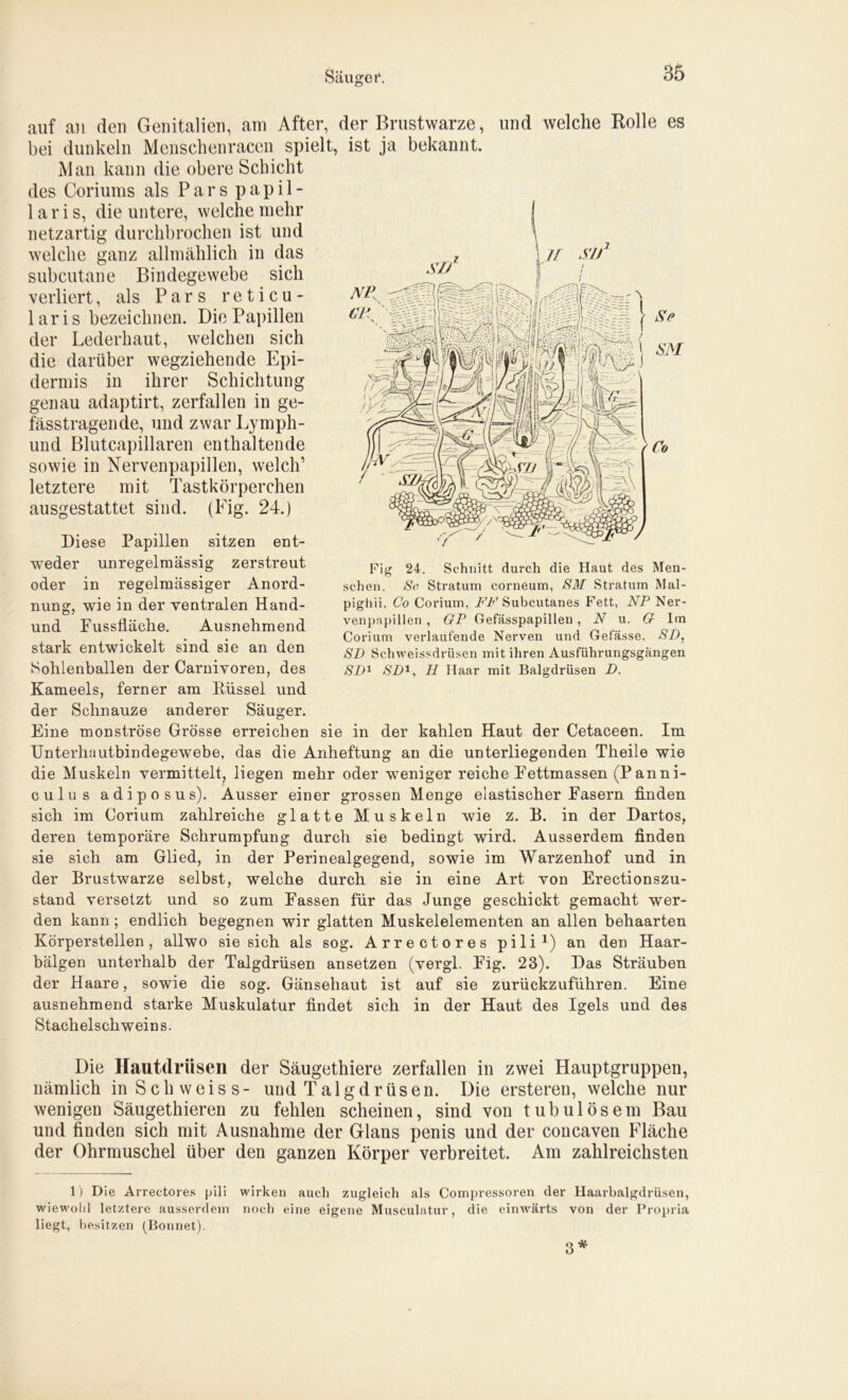 Säuge i*. auf an den Genitalien, am After, der Brustwarze, und welche Rolle es bei dunkeln Menschenraccn spielt, ist ja bekannt. Man kann die obere Schicht des Coriums als P a r s papil- laris, die untere, welche mehr netzartig durchbrochen ist und welche ganz allmählich in das subcutane Bindegewebe sich verliert, als Pars reticu- laris bezeichnen. Die Papillen der Lederhaut, welchen sich die darüber wegziehende Epi- dermis in ihrer Schichtung genau adaptirt, zerfallen in ge- fässtragende, und zwar Lymph- und Blutcapillaren enthaltende sowie in Nervenpapillen, welch’ letztere mit Tastkörperchen ausgestattet sind. (Fig. 24.) Biese Papillen sitzen ent- weder unregelmässig zerstreut oder in regelmässiger Anord- nung, wie in der ventralen Hand- und Fussfläche. Ausnehmend stark entwickelt sind sie an den Sohlenballen der Carnivoren, des Kameels, ferner am Rüssel und der Schnauze anderer Säuger. Eine monströse Grösse erreichen sie in der kahlen Haut der Cetaceen. Im Unterhautbindegewebe, das die Anheftung an die unterliegenden Theile wie die Muskeln vermittelt, liegen mehr oder weniger reiche Fettmassen (Panni- culus adiposus). Ausser einer grossen Menge elastischer Fasern finden sich im Corium zahlreiche glatte Muskeln wie z. B. in der Dartos, deren temporäre Schrumpfung durch sie bedingt wird. Ausserdem finden sie sich am Glied, in der Perinealgegend, sowie im Warzenhof und in der Brustwarze selbst, welche durch sie in eine Art von Erectionszu- stand versetzt und so zum Fassen für das Junge geschickt gemacht wer- den kann ; endlich begegnen wir glatten Muskelelementen an allen behaarten Körperstellen, allwo sie sich als sog. Arrectores pili1) an den Haar- bälgen unterhalb der Talgdrüsen ansetzen (vergl. Fig. 23). Das Sträuben der Haare, sowie die sog. Gänsehaut ist auf sie zurückzuführen. Eine ausnehmend starke Muskulatur findet sich in der Haut des Igels und des Stachelschweins. Die Hautdrüsen der Säugethiere zerfallen in zwei Hauptgruppen, nämlich in Sch weis s- und T algdrüsen. Die ersteren, welche nur wenigen Säugethieren zu fehlen scheinen, sind von tubulösem Bau und finden sich mit Ausnahme der Glans penis und der concaven Fläche der Ohrmuschel über den ganzen Körper verbreitet. Am zahlreichsten 1) Die Arrectores pili wirken auch zugleich als Compressoren der Haarbalgdrüsen, wiewohl letztere ausserdem noch eine eigene Musculatur, die einwärts von der Propria liegt, besitzen (Bonnet). Fig 24. Schnitt durch die Haut des Men- schen. Sr Stratum corneum, SM Stratum Mal- pigliii. Co Corium, FF Subcutanes Fett, NP Ner- venpapillen , GP Gefässpapillen, N u. G Im Corium verlaufende Nerven und Gefässe. SD, SD Schweissdrüsen mit ihren Ausführungsgängen SD1 SD1, H Haar mit Balgdrüsen D. 3 *