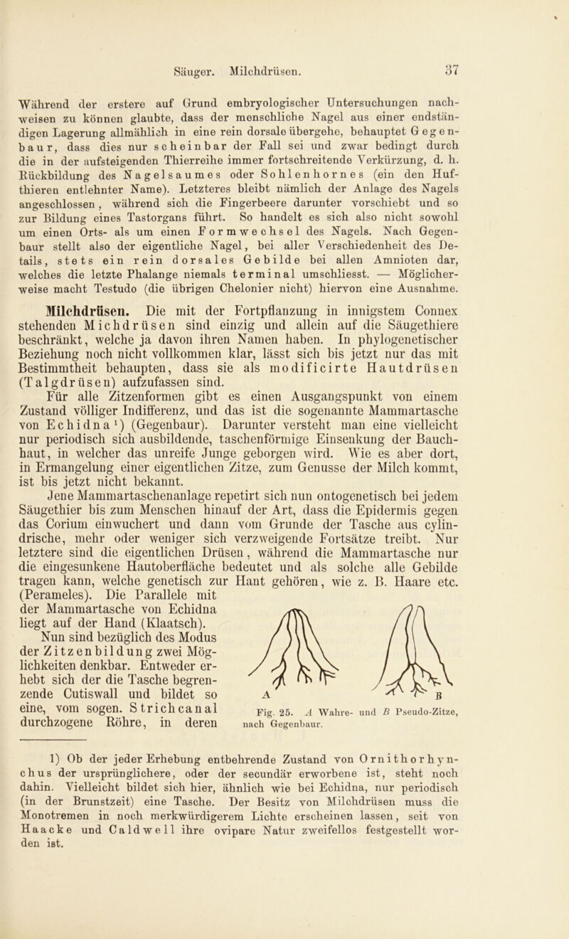 Während der erstere auf Grund embryologischer Untersuchungen nach- weisen zu können glaubte, dass der menschliche Nagel aus einer endstän- digen Lagerung allmählich in eine rein dorsale übergehe, behauptet Gegen- bau r, dass dies nur scheinbar der Fall sei und zwar bedingt durch die in der aufsteigenden Thierreihe immer fortschreitende Verkürzung, d. h. Rückbildung des Nagelsaumes oder Sohlenhornes (ein den Huf- thieren entlehnter Name). Letzteres bleibt nämlich der Anlage des Nagels angeschlossen, während sich die Fingerbeere darunter vorschiebt und so zur Bildung eines Tastorgans führt. So handelt es sich also nicht sowohl um einen Orts- als um einen Formwechsel des Nagels. Nach Gegen- baur stellt also der eigentliche Nagel, bei aller Verschiedenheit des De- tails, stets ein rein dorsales Gebilde bei allen Amnioten dar, welches die letzte Phalange niemals terminal umschliesst. — Möglicher- weise macht Testudo (die übrigen Chelonier nicht) hiervon eine Ausnahme. Milchdrüsen. Die mit der Fortpflanzung in innigstem Connex stehenden Michdriisen sind einzig und allein auf die Säugethiere beschränkt, welche ja davon ihren Namen haben. In phylogenetischer Beziehung noch nicht vollkommen klar, lässt sich bis jetzt nur das mit Bestimmtheit behaupten, dass sie als modificirte Hautdrüsen (Talgdrüsen) aufzufassen sind. Für alle Zitzenformen gibt es einen Ausgangspunkt von einem Zustand völliger Indifferenz, und das ist die sogenannte Mammartasche von Echidna1) (Gegenbaur). Darunter versteht man eine vielleicht nur periodisch sich ausbildende, taschenförmige Einsenkung der Bauch- haut, in welcher das unreife Junge geborgen wird. Wie es aber dort, in Ermangelung einer eigentlichen Zitze, zum Genüsse der Milch kommt, ist bis jetzt nicht bekannt. Jene Mammartaschenanlage repetirt sich nun ontogenetisch bei jedem Säugethier bis zum Menschen hinauf der Art, dass die Epidermis gegen das Corium einwuchert und dann vom Grunde der Tasche aus cylin- drische, mehr oder weniger sich verzweigende Fortsätze treibt. Nur letztere sind die eigentlichen Drüsen, während die Mammartasche nur die eingesunkene Hautoberfläche bedeutet und als solche alle Gebilde tragen kann, welche genetisch zur Haut gehören, wie z. B. Haare etc. (Perameles). Die Parallele mit der Mammartasche von Echidna liegt auf der Hand (Klaatsch). Nun sind bezüglich des Modus der Zitzenbildung zwei Mög- lichkeiten denkbar. Entweder er- hebt sich der die Tasche begren- zende Cutiswall und bildet so eine, vom sogen. Strichcanal durchzogene Röhre, in deren Fig. 25. A Wahre nach Gegenbaur. und B Pseudo-Zitze, 1) Ob der jeder Erhebung entbehrende Zustand von Ornithorhyn- chus der ursprünglichere, oder der secundär erworbene ist, steht noch dahin. Vielleicht bildet sich hier, ähnlich wie bei Echidna, nur periodisch (in der Brunstzeit) eine Tasche. Der Besitz von Milchdrüsen muss die Monotremen in noch merkwürdigerem Lichte erscheinen lassen, seit von Haacke und Caldwell ihre ovipare Natur zweifellos festgestellt wor- den ist.