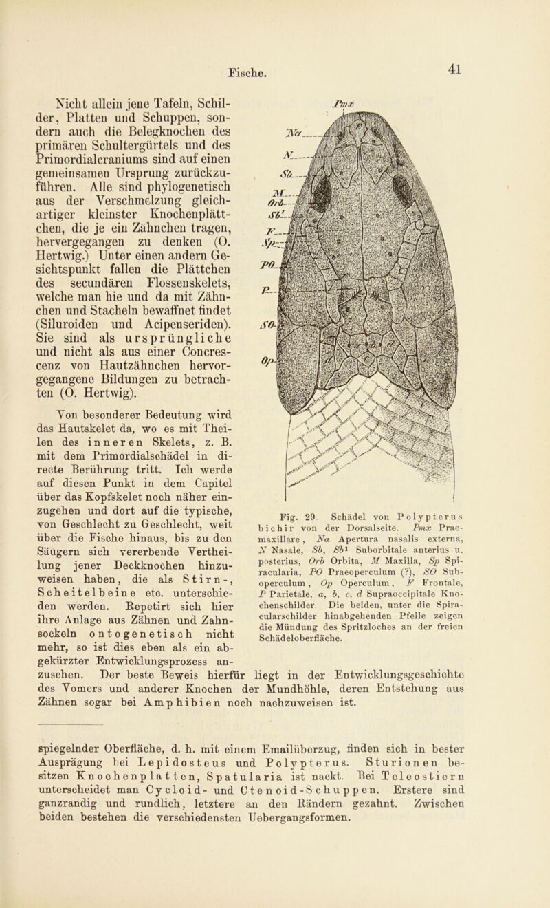 Nicht allein jene Tafeln, Schil- der, Platten und Schuppen, son- dern auch die Belegknochen des primären Schultergürtels und des Primordialcraniums sind auf einen gemeinsamen Ursprung zurückzu- führen. Alle sind phylogenetisch aus der Verschmelzung gleich- artiger kleinster Knochenplätt- chen, die je ein Zähnchen tragen, hervergegangen zu denken (0. Hertwig.) Unter einen andern Ge- sichtspunkt fallen die Plättchen des secundären Flossenskelets, welche man hie und da mit Zähn- chen und Stacheln bewaffnet findet (Siluroiden und Acipenseriden). Sie sind als ursprüngliche und nicht als aus einer Concres- cenz von Hautzähnchen hervor- gegangene Bildungen zu betrach- ten (0. Hertwig). Von besonderer Bedeutung wird das Hautskelet da, wo es mit Thei- len des inneren Skelets, z. B. mit dem Primordialschädel in di- recte Berührung tritt. Ich werde auf diesen Punkt in dem Capitel über das Kopfskelet noch näher ein- zugehen und dort auf die typische, von Geschlecht zu Geschlecht, weit über die Fische hinaus, bis zu den Säugern sich vererbende Verthei- lung jener Deckknochen hinzu- weisen haben, die als Stirn-, Scheitelbeine etc. unterschie- den werden. Bepetirt sich hier ihre Anlage aus Zähnen und Zahn- sockeln ontogenetisch nicht mehr, so ist dies eben als ein ab- Fig. 29. Schädel von Polypterus bichir von der Dorsalseite. Pmx Prae- maxillare , Na Apertura nasalis externa, N Nasale, Sb, Sb1 Suborbitale anterius u. posterius, Orb Orbita, M Maxilla, Sp Spi- racularia, PO Praeoperculum (?), SO Sub- operculum, Op Operculum, F Frontale, P Parietale, a, b, c, d Supraoecipitale Kno- chenschilder. Die beiden, unter die Spira- cularschilder hinabgehenden Pfeile zeigen die Mündung des Spritzloches an der freien Schädeloberfläche. gekürzter Entwicklungsprozess an- zusehen. Der beste Beweis hierfür liegt in der Entwicklungsgeschichte des Vomers und anderer Knochen der Mundhöhle, deren Entstehung aus Zähnen sogar bei Amphibien noch nachzuweisen ist. spiegelnder Oberfläche, d. h. mit einem Emailüberzug, finden sich in bester Ausprägung bei Lepidosteus und Polypterus. Sturionen be- sitzen Knochenplatten, Spatularia ist nackt. Bei Teleostiern unterscheidet man Cycloid- und Ctenoid-Schuppen. Erstere sind ganzrandig und rundlich, letztere an den Rändern gezahnt. Zwischen beiden bestehen die verschiedensten Uebergangsformen.