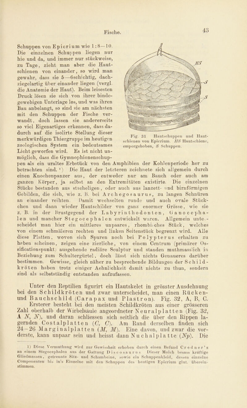 Fig. 31 Hautschuppen und Haut- schienen von Epicrium. IIS Hautsehiene, emporgehoben, S Schuppen. Schuppen von Epicrium wie 1: 8— 10. Die einzelnen Schuppen liegen nur hie und da, und immer nur stückweise, zu Tage, zieht man aber die Haut- schienen von einander, so wird man gewahr, dass sie 5—6schichtig, dach- ziegelartig über einander liegen (vergl. die Anatomie der Haut). Beim leisesten Druck lösen sie sich von ihrer binde- gewebigen Unterlage los, und was ihren Bau anbelangt, so sind sie am nächsten mit den Schuppen der Fische ver- wandt , doch lassen sie andererseits so viel Eigenartiges erkennen, dass da- durch auf die isolirte Stellung dieser merkwürdigen Thiergruppe im heutigen zoologischen System ein bedeutsames Licht geworfen wird. Es ist nicht un- möglich, dass die Gymnophionenschup- pen als ein uraltes Erbstück von den Amphibien der Kohlenperiode her zu betrachten sind. ') Die Haut der letzteren zeichnete sich allgemein durch einen Knochenpanzer aus, der entweder nur am Bauch oder auch am ganzen Körper, ja selbst an den Extremitäten existirte. Die einzelnen Stücke bestanden aus stacheligen , oder auch aus lanzett- und bimförmigen Gebilden, die sich, wie z. B. bei Archegosaurus, zu langen Schnüren an einander reihten. Damit wechselten runde und auch ovale Stück- chen und dann wieder Hautschilder von ganz enormer Grösse, wie sie z. B. in der Brustgegend der Labyrinthodonten, Ganocepha- len und mancher Stegocephalen entwickelt waren. Allgemein unter- scheidet man hier ein mittleres unpaares, rhombisches Stück, welches von einem schmäleren rechten und linken Seitenstück begrenzt wird. Alle diese Platten, wovon sich Spuren noch bei Polypterus erhalten zu haben scheinen, zeigen eine zierliche, von einem Centrum (primärer Os- sificationspunktj ausgehende radiäre Sculptur und standen muthmasslich in Beziehung zum Schultergürtel, doch lässt sich nichts Genaueres darüber bestimmen. Gewisse, gleich näher zu besprechende Bildungen der Schild- kröten haben trotz einiger Aehnlichkeit damit nichts zu thun, sondern sind als selbstständig entstanden aufzufassen. Unter den Reptilien figurirt ein Hautskelet in grösster Ausdehnung bei den Schildkröten und zwar unterscheidet, man einen Rücken- und Bauchschild (Carapax und Plastron). Fig. 32, A, B, C. Ersterer besteht bei den meisten Schildkröten aus einer grösseren Zahl oberhalb der Wirbelsäule angeordneter Neuralp 1 atten (Fig. 32, A 2V, 2V), und daran schliessen sich seitlich die über den Rippen la- gernden Costalpl at te n (C, C). Am Rand derselben finden sich 24 — 26 Marginal platten (ilf, M). Eine davon, und zwar die vor- derste, kann unpaar sein und heisst dann N u c h al p 1 a t te {Np). Die 1) Diese Vermuthung wird zur Gewissheit erhoben durch einen Befund Credner’s an einem Stegocephalen aus der Gattung Discosaurus Dieser Molch besass kräftige Gliedmassen, getrennte Sitz- und Schambeine, sowie ein Schuppenkleid, dessen einzelne Componenten bis in’s Einzelne mit den Schuppen des heutigen Epicrium glut. überein- stimmen.