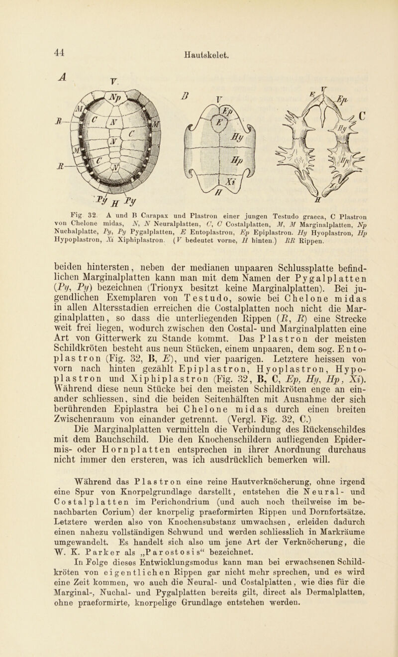 Fig 32. A und B Carapax und Plastron einer jungen Testudo graeca, C Plastron von Chelone midas, N, N Neuralplatten, C, C Costalplatten, M, 31 Marginalplatten, Np Nuchalplatte, Py, Py Pygalplatten, E Entoplastron, Ep Epiplastron. Hy Hyoplastron, Hp Hypoplastron, Xi Xiphiplastron. (V bedeutet vorne, H hinten.) RR Rippen. beiden hintersten, neben der medianen unpaaren Schlussplatte befind- lichen Marginalplatten kann man mit dem Namen der Pygalplatten (Py, Py) bezeichnen (Triouyx besitzt keine Marginalplatten). Bei ju- gendlichen Exemplaren von Testudo, sowie bei Chelone midas in allen Altersstadien erreichen die Costalplatten noch nicht die Mar- ginalplatten, so dass die unterliegenden Rippen (R, R) eine Strecke weit frei liegen, wodurch zwischen den Costal- und Marginalplatten eine Art von Gitterwerk zu Stande kommt. Das Plastron der meisten Schildkröten besteht aus neun Stücken, einem unpaaren, dem sog. Ento- plas tron (Fig. 32, B, _£)), und vier paarigen. Letztere heissen von vorn nach hinten gezählt Epipl as tron, Hyoplastron, Hypo- plastron und Xiphiplastron (Fig. 32, B, C, Ep, Hy, Hp, Xi). Während diese neun Stücke bei den meisten Schildkröten enge an ein- ander schliessen, sind die beiden Seitenhälften mit Ausnahme der sich berührenden Epiplastra bei C h e 1 o n e midas durch einen breiten Zwischenraum von einander getrennt. (Vergl. Fig. 32, C.) Die Marginalplatten vermitteln die Verbindung des Rückenschildes mit dem Bauchschild. Die den Knochenschildern aufliegenden Epider- mis- oder Hornplatten entsprechen in ihrer Anordnung durchaus nicht immer den ersteren, was ich ausdrücklich bemerken will. Während das Plastron eine reine Hautverknöcherung, ohne irgend eine Spur von Knorpelgrundlage darstellt, entstehen die Neural- und Costalplatten im Perichondrium (und auch noch theilweise im be- nachbarten Corium) der knorpelig praeformirten Rippen und Dornfortsätze. Letztere werden also von Knochensubstanz umwachsen, erleiden dadurch einen nahezu vollständigen Schwund und werden schliesslich in Markräume umgewandelt. Es handelt sich also um jene Art der Verknöcherung, die W. K. Parker als ,,P ar ost o si s“ bezeichnet. In Folge dieses Entwicklungsmodus kann man bei erwachsenen Schild- kröten von eigentlichen Rippen gar nicht mehr sprechen, und es wird eine Zeit kommen, wo auch die Neural- und Costalplatten, wie dies für die Marginal-, Nuchal- und Pygalplatten bereits gilt, direct als Dermalplatten, ohne praef'ormirte, knorpelige Grundlage entstehen werden.