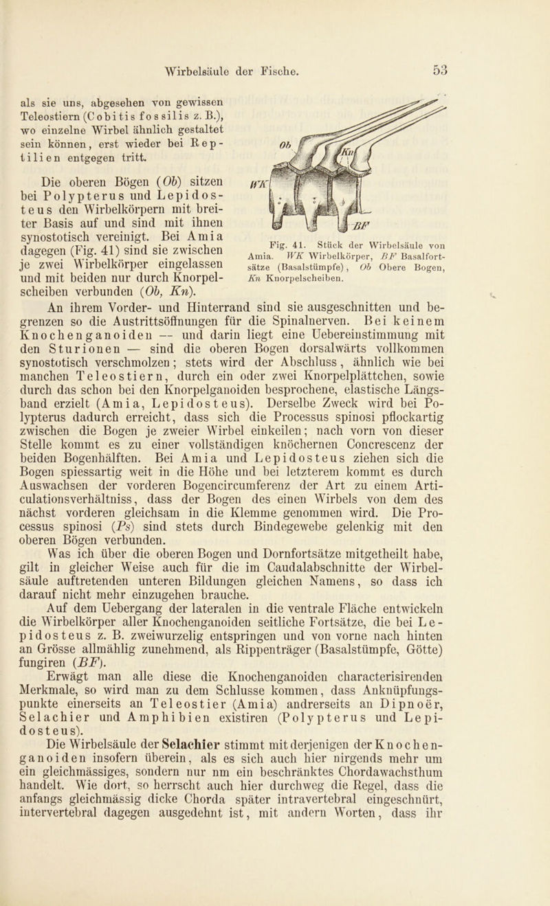 als sie uns, abgesehen von gewissen Teleostiern (C obi tis fo s silis z. B.), wo einzelne Wirbel ähnlich gestaltet sein können, erst wieder bei Rep- tilien entgegen tritt. Die oberen Bögen (Ob) sitzen bei Polypterus und Lepidos- te us den Wirbelkörpern mit brei- ter Basis auf und sind mit ihnen synostotiscb vereinigt. Bei Amia dagegen (Fig. 41) sind sie zwischen je zwei Wirbelkörper eingelassen und mit beiden nur durch Knorpel- scheiben verbunden (Ob, Kn). An ihrem Vorder- und Hinterrand sind sie ausgeschnitten und be- grenzen so die Austrittsöflnungen für die Spinalnerven. Bei keinem Knochenganoiden — und darin liegt eine Uebereinstimmung mit den Sturionen — sind die oberen Bogen dorsalwärts vollkommen synostotisch verschmolzen; stets wird der Abschluss, ähnlich wie bei manchen Teleostiern, durch ein oder zwei Knorpelplättchen, sowie durch das schon bei den Knorpelganoiden besprochene, elastische Längs- band erzielt (Amia, Lepi dos t eus). Derselbe Zweck wird bei Po- lypterus dadurch erreicht, dass sich die Processus spinosi pflockartig zwischen die Bogen je zweier Wirbel einkeilen; nach vorn von dieser Stelle kommt es zu einer vollständigen knöchernen Concrescenz der beiden Bogenhälften. Bei Amia und Lepidosteus ziehen sich die Bogen spiessartig weit in die Höhe und bei letzterem kommt es durch Auswachsen der vorderen Bogencircumferenz der Art zu einem Arti- culationsverhältniss, dass der Bogen des einen Wirbels von dem des nächst vorderen gleichsam in die Klemme genommen wird. Die Pro- cessus spinosi (Ps) sind stets durch Bindegewebe gelenkig mit den oberen Bögen verbunden. Was ich über die oberen Bogen und Dornfortsätze mitgetheilt habe, gilt in gleicher Weise auch für die im Caudalabschnitte der Wirbel- säule auftretenden unteren Bildungen gleichen Namens, so dass ich darauf nicht mehr einzugehen brauche. Auf dem Uebergang der lateralen in die ventrale Fläche entwickeln die Wirbelkörper aller Knochenganoiden seitliche Fortsätze, die bei Le- pidosteus z. B. zweiwurzelig entspringen und von vorne nach hinten an Grösse allmählig zunehmend, als Rippenträger (Basalstümpfe, Götte) fungiren (BF). Erwägt man alle diese die Knochenganoiden characterisirenden Merkmale, so wird man zu dem Schlüsse kommen, dass Anknüpfungs- punkte einerseits an Teleostier (Amia) andrerseits an Dipno er, Selachier und Amphibien existiren (Polypterus und Lepi- dosteus). Die Wirbelsäule der Selachier stimmt mit derjenigen der Knochen- ganoiden insofern überein, als es sich auch hier nirgends mehr um ein gleichmässiges, sondern nur nm ein beschränktes Chordawachsthum handelt. Wie dort, so herrscht auch hier durchweg die Regel, dass die anfangs gleichmässig dicke Chorda später intravertebral eingeschnürt, intervertebral dagegen ausgedehnt ist, mit andern Worten, dass ihr Fig. 41. Stück der Wirbelsäule von Amia. WK Wirbelkörper, BF Basalfort- sätze (Basalstümpfe), Ob Obere Bogen, Kn Knorpelscheiben.