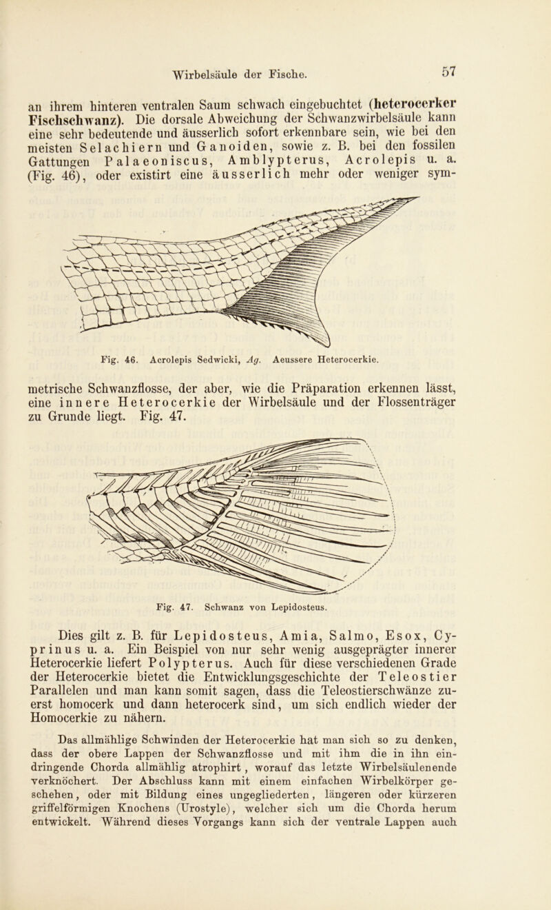 an ihrem hinteren ventralen Saum schwach eingebuchtet (heteroccrker Fiscliscliwanz). Die dorsale Abweichung der Schwanzwirbelsäule kann eine sehr bedeutende und äusserlich sofort erkennbare sein, wie bei den meisten Selachiern und Ganoiden, sowie z. B. bei den fossilen Gattungen P al a e on iscu s, Amblypterus, Acrolepis u. a. (Fig. 46), oder existirt eine äusserlich mehr oder weniger sym- Fig. 46. Acrolepis Sedwicki, Ag. Aeussere Heterocerkie. metrische Schwanzflosse, der aber, wie die Präparation erkennen lässt, eine innere Heterocerkie der Wirbelsäule und der Flossenträger zu Grunde liegt. Fig. 47. Dies gilt z. B. für Lepidosteus, Amia, Salmo, Esox, Cy- p r i n u s u. a. Ein Beispiel von nur sehr wenig ausgeprägter innerer Heterocerkie liefert Polypterus. Auch für diese verschiedenen Grade der Heterocerkie bietet die Entwicklungsgeschichte der Teleostier Parallelen und man kann somit sagen, dass die Teleostierschwänze zu- erst homocerk und dann heterocerk sind, um sich endlich wieder der Homocerkie zu nähern. Das allmählige Schwinden der Heterocerkie hat man sich so zu denken, dass der obere Lappen der Schwanzflosse und mit ihm die in ihn ein- dringende Chorda allmählig atrophirt , worauf das letzte Wirbelsäulenende verknöchert. Der Abschluss kann mit einem einfachen Wirbelkörper ge- schehen, oder mit Bildung eines ungegliederten, längeren oder kürzeren griffelförmigen Knochens (Urostyle), welcher sich um die Chorda herum entwickelt. Während dieses Yorgangs kann sich der ventrale Lappen auch