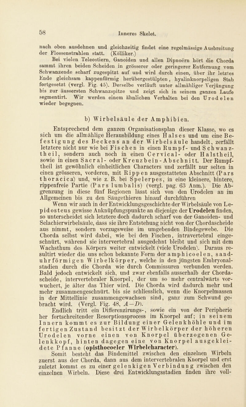 nach oben ausdehnen und gleichzeitig findet eine regelmässige Ausbreitung der Flossenstrahlen statt. (Kölliker.) Bei vielen Teleostiern, Ganoiden und allen Dipnoern hört die Chorda sammt ihren beiden Scheiden in grösserer oder geringerer Entfernung vom Schwanzende scharf zugespitzt auf und wird durch einen, über ihr letztes Ende gleichsam kappenförmig herübergestülpten, hyalinknorpeligen Stab fortgesetzt (vergl. Fig. 45). Derselbe verläuft unter allmähliger Verjüngung bis zur äussersten Schwanzspitze und zeigt sich in seinem ganzen Laufe segmentirt. Wir werden einem ähnlichen Verhalten bei den Urodelen wieder begegnen. b) Wirbelsäule der Amphibien. Entsprechend dem ganzen Organisationsplan dieser Klasse, wo es sich um die allmählige Herausbildung eines Halses und um eine Be- festigung des Beckens an der Wirbelsäule handelt, zerfällt letztere nicht nur wie bei Fis che n in einen Rumpf- und Schwan z- th eil, sondern auch noch in einen Cervical- oder H aistheil, sowie in einen S a c r a 1 - oder Kreuzbein-Abschnitt. Der Rumpf- theil ist gewöhnlich einheitlichen Characters und zerfällt nur selten in einen grösseren, vorderen, mit Rippen ausgestatteten Abschnitt (Pars thoracica) und, wie z. B. bei Spelerpes, in eine kleinere, hintere, rippenfreie Partie (Pars lumbalis) (vergl. pag. 63 Anm.). Die Ab- grenzung in diese fünf Regionen lässt sich von den Urodelen an im Allgemeinen bis zu den Säugethieren hinauf durchführen Wenn wir auch in der Entwicklungsgeschichte der Wirbelsäule von Le- pidosteus gewisse Anknüpfungspunkte an diejenige der Urodelen finden, so unterscheidet sich letztere doch dadurch scharf von der Ganoiden- und Selachierwirbelsäule, dass sie ihre Entstehung nicht von der Chordascheide aus nimmt, sondern vorzugsweise im umgebenden Bindegewebe. Die Chorda selbst wird dabei, wie bei den Fischen, intravertebral einge- schnürt, während sie intervertebral ausgedehnt bleibt und sich mit dem Wachsthum des Körpers weiter entwickelt (viele Urodelen). Daraus re- sultirt wieder die uns schon bekannte Form der amphicoelen, sand- uhrförmigen Wirbelkörper, welche in den jüngsten Embryonal- stadien durch die Chorda wie durch Commissuren verbunden werden. Bald jedoch entwickelt sich, und zwar ebenfalls ausserhalb der Chorda- scheide, intervertebraler Knorpel, der um so mehr centralwärts vor- wuchert, je älter das Thier wird. Die Chorda wird dadurch mehr und mehr zusammengeschnürt, bis sie schliesslich, wenn die Knorpelmassen in der Mittellinie zusammengewachsen sind, ganz zum Schwund ge- bracht wird. (Vergl. Fig. 48, A —D). Endlich tritt ein Differenzirungs-, sowie ein von der Peripherie her fortschreitender Resorptionsprocess im Knorpel auf; in seinem Innern kommt es zur Bildung einer Gelenkhöhle und im fertigen Zustand besitzt der Wirbelkörper der höheren Urodelen vorne einen von Knorpel überzogenen Ge- lenkkopf, hinten dagegen eine von Knorpel ausgeklei- dete Pfanne (opistliocoeler Wirbelcharacter). Somit besteht das Bindemittel zwischen den einzelnen Wirbeln zuerst aus der Chorda, dann aus dem intervertebralen Knorpel und erst zuletzt kommt es zu einer gelenkigen Verbindun g zwischen den einzelnen Wirbeln. Diese drei Entwicklungsstadien finden ihre voll-
