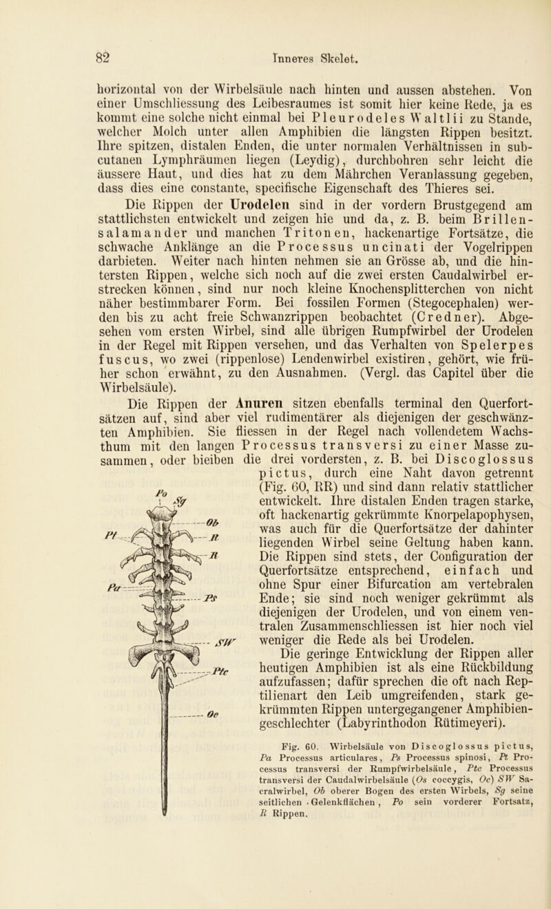 horizontal von der Wirbelsäule nach hinten und aussen abstehen. Von einer Umschliessung des Leibesraumes ist somit hier keine Rede, ja es kommt eine solche nicht einmal bei PleurodelesWaltlii zu Stande, welcher Molch unter allen Amphibien die längsten Rippen besitzt. Ihre spitzen, distalen Enden, die unter normalen Verhältnissen in sub- cutanen Lymphräumen liegen (Leydig), durchbohren sehr leicht die äussere Haut, und dies hat zu dem Mährchen Veranlassung gegeben, dass dies eine constante, specifische Eigenschaft des Thieres sei. Die Rippen der Urodelen sind in der vordem Brustgegend am stattlichsten entwickelt und zeigen hie und da, z. B. beim Brillen- Salamander und manchen T r i t o n e n, hacken artige Fortsätze, die schwache Anklänge an die Processus uncinati der Vogelrippen darbieten. Weiter nach hinten nehmen sie an Grösse ab, und die hin- tersten Rippen, welche sich noch auf die zwei ersten Caudalwirbel er- strecken können, sind nur noch kleine Knochensplitterchen von nicht näher bestimmbarer Form. Bei fossilen Formen (Stegocephalen) wer- den bis zu acht freie Schwanzrippen beobachtet (Credner). Abge- sehen vom ersten Wirbel, sind alle übrigen Rumpfwirbel der Urodelen in der Regel mit Rippen versehen, und das Verhalten von Spelerpes fuscus, wo zwei (rippenlose) Lendenwirbel existiren, gehört, wie frü- her schon erwähnt, zu den Ausnahmen. (Vergl. das Capitel über die Wirbelsäule). Die Rippen der Amiren sitzen ebenfalls terminal den Querfort- sätzen auf, sind aber viel rudimentärer als diejenigen der geschwänz- ten Amphibien. Sie fliessen in der Regel nach vollendetem Wachs- thum mit den langen Processus transversi zu einer Masse zu- sammen, oder bieiben die drei vordersten, z. B. bei Discoglossus pictus, durch eine Naht davon getrennt (Fig. 60, RR) und sind dann relativ stattlicher entwickelt. Ihre distalen Enden tragen starke, oft hackenartig gekrümmte Knorpelapophysen, was auch für die Querfortsätze der dahinter liegenden Wirbel seine Geltung haben kann. Die Rippen sind stets, der Configuration der Querfortsätze entsprechend, einfach und ohne Spur einer Bifurcation am vertebralen Ende; sie sind noch weniger gekrümmt als diejenigen der Urodelen, und von einem ven- tralen Zusammenschliessen ist hier noch viel weniger die Rede als bei Urodelen. Die geringe Entwicklung der Rippen aller heutigen Amphibien ist als eine Rückbildung aufzufassen; dafür sprechen die oft nach Rep- tilienart den Leib umgreifenden, stark ge- krümmten Rippen untergegangener Amphibien- geschlechter (Labyrinthodon Rütimeyeri). Fig. 60. Wirbelsäule von Discoglossus pictus, Pa Processus articulares, Ps Processus spinosi, Pt Pro- cessus transversi der Rumpfwirbelsäule, Ptc Processus transversi der Caudalwirbelsäule (Os coccygis, Oc) SW Sa- eralwirbel, Ob oberer Bogen des ersten Wirbels, Sg seine seitlichen • Gelenkflächen , Po sein vorderer Fortsatz, R Rippen.