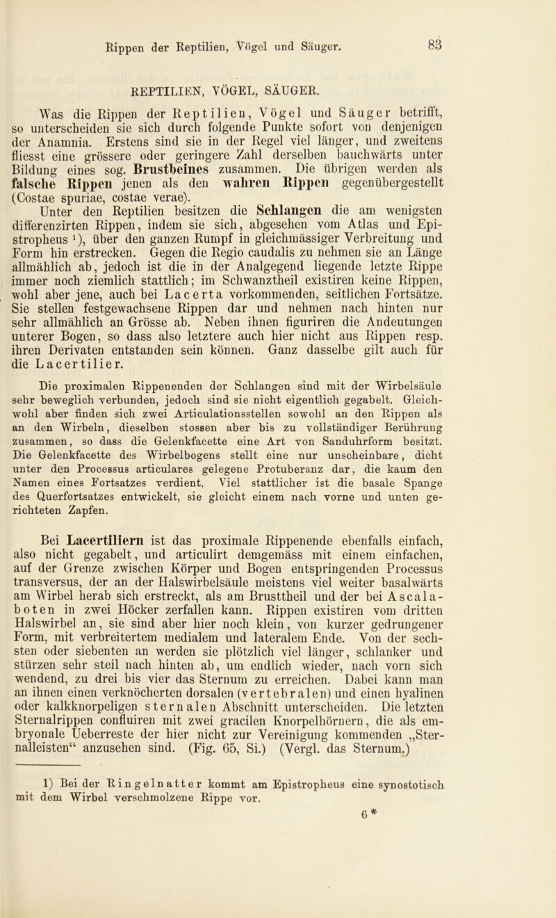 REPTILIEN, VÖGEL, SÄUGER. Was die Rippen der Reptilien, Vögel und Säuger betrifft, so unterscheiden sie sich durch folgende Punkte sofort von denjenigen der Anamnia. Erstens sind sie in der Regel viel länger, und zweitens fliesst eine grössere oder geringere Zahl derselben bauchwärts unter Bildung eines sog. Brustbeines zusammen. Die übrigen werden als falsche Rippen jenen als den wahren Rippen gegenübergestellt (Costae spuriae, costae verae). Unter den Reptilien besitzen die Schlangen die am wenigsten difterenzirten Rippen, indem sie sich, abgesehen vom Atlas und Epi- stropheus ]), über den ganzen Rumpf in gleichmässiger Verbreitung und Form hin erstrecken. Gegen die Regio caudalis zu nehmen sie an Länge allmählich ab, jedoch ist die in der Analgegend liegende letzte Rippe immer noch ziemlich stattlich; im Schwanztheil existiren keine Rippen, wohl aber jene, auch bei Lacerta vorkommenden, seitlichen Fortsätze. Sie stellen festgewachsene Rippen dar und nehmen nach hinten nur sehr allmählich an Grösse ab. Neben ihnen figuriren die Andeutungen unterer Bogen, so dass also letztere auch hier nicht aus Rippen resp. ihren Derivaten entstanden sein können. Ganz dasselbe gilt auch für die Lacertilier. Die proximalen Rippenenden der Schlangen sind mit der Wirbelsäule sehr beweglich verbunden, jedoch sind sie nicht eigentlich gegabelt. Gleich- wohl aber finden sich zwei Articulationsstellen sowohl an den Rippen als an den Wirbeln, dieselben stossen aber bis zu vollständiger Berührung zusammen, so dass die Gelenkfacette eine Art von Sanduhrform besitzt. Die Gelenkfacette des Wirbelbogens stellt eine nur unscheinbare, dicht unter den Processus articulares gelegene Protuberanz dar, die kaum den Namen eines Fortsatzes verdient. Viel stattlicher ist die basale Spange des Querfortsatzes entwickelt, sie gleicht einem nach vorne und unten ge- richteten Zapfen. Bei Laeertiliern ist das proximale Rippenende ebenfalls einfach, also nicht gegabelt, und articulirt demgemäss mit einem einfachen, auf der Grenze zwischen Körper und Bogen entspringenden Processus transversus, der an der Halswirbelsäule meistens viel weiter basalwärts am Wirbel herab sich erstreckt, als am Brusttheil und der bei Ascala- boten in zwei Höcker zerfallen kann. Rippen existiren vom dritten Halswirbel an, sie sind aber hier noch klein, von kurzer gedrungener Form, mit verbreitertem medialem und lateralem Ende. Von der sech- sten oder siebenten an werden sie plötzlich viel länger, schlanker und stürzen sehr steil nach hinten ab, um endlich wieder, nach vorn sich wendend, zu drei bis vier das Sternum zu erreichen. Dabei kann man an ihnen einen verknöcherten dorsalen (vertebralen) und einen hyalinen oder kalkknorpeligen stemalen Abschnitt unterscheiden. Die letzten Sternalrippen confluiren mit zwei gracilen Knorpelhörnern, die als em- bryonale Ueberreste der hier nicht zur Vereinigung kommenden „Ster- nalleisten“ anzusehen sind. (Fig. 65, Si.) (Vergl. das Sternum.) 1) Bei der Ringelnatter kommt am Epistropheus mit dem Wirbel verschmolzene Rippe vor. eine synostotisch * 6