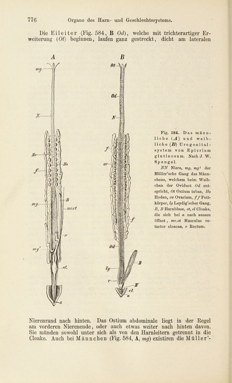 Die Eileiter (Fig. 584, B OeZ), welche mit trichterartiger Er- weiterung (Ot) beginnen, laufen ganz gestreckt, dicht am lateralen B Fig. 584. Das männ- liche (A.) und weib- liche (J5) Urogenital- system von Epicrium glutinosum. Nach J. W. Sp engel. NN Niere, mg, mgx der Müller’sche Gang des Männ- chens, welchem beim Weib- chen der Oviduct Od ent- spricht, Ot Ostium tubae, Ho Hoden, ov Ovarium, ff Fett- körper, lg Leydig’scher Gang, B, B Harnblase, ct, cl Cloake, die sich bei a nach aussen öffnet , mr.ct Musculus re- tactor cloacae, r Rectum. Nierenrand nach hinten. Das Ostium abdominale liegt in der Regel am vorderen Nierenende, oder auch etwas weiter nach hinten davon. Sie münden sowohl unter sich als von den Harnleitern getrennt in die Cloake. Auch bei Männchen (Fig. 584, A, mg) existiren die Müller’-