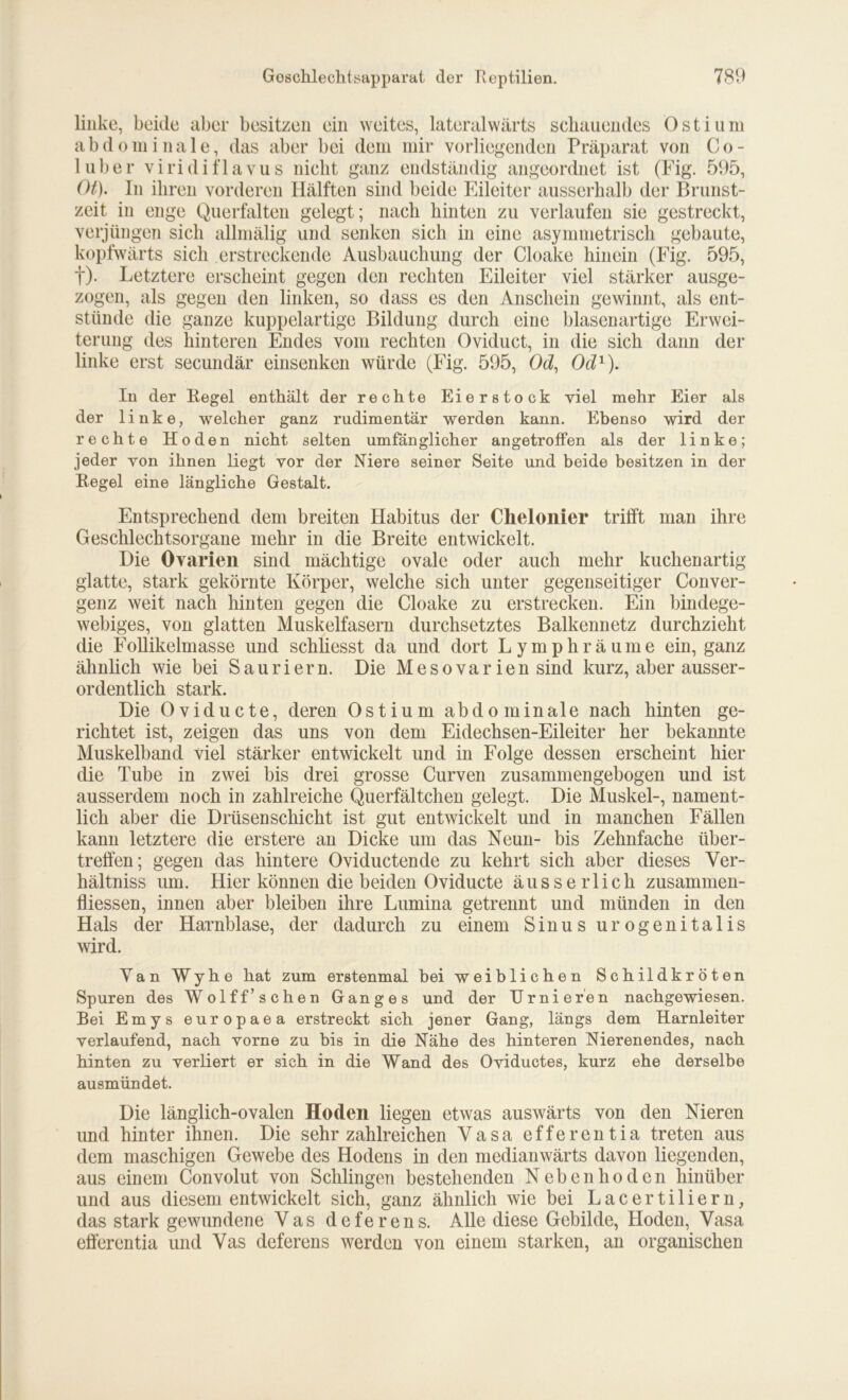 linke, beide aber besitzen ein weites, lateralwärts schauendes Östium abdominale, das aber bei dem mir vorliegenden Präparat von Co- luber viridiflavus nickt ganz endständig angeordnet ist (Fig. 595, Ot). In ihren vorderen Hälften sind beide Eileiter ausserhalb der Brunst- zeit in enge Querfalten gelegt; nach hinten zu verlaufen sie gestreckt, verjüngen sich allmälig und senken sich in eine asymmetrisch gebaute, kopfwärts sicli erstreckende Ausbauchung der Cloake hinein (Fig. 595, t). Letztere erscheint gegen den rechten Eileiter viel stärker ausge- zogen, als gegen den linken, so dass es den Anschein gewinnt, als ent- stünde die ganze kuppelartige Bildung durch eine blasenartige Erwei- terung des hinteren Endes vom rechten Oviduct, in die sich dann der linke erst secundär einsenken würde (Fig. 595, OeZ, Od1). In der Regel enthält der rechte Eierstock viel mehr Eier als der linke, welcher ganz rudimentär werden kann. Ebenso wird der rechte Hoden nicht selten umfänglicher angetroffen als der linke; jeder von ihnen liegt vor der Niere seiner Seite und beide besitzen in der Regel eine längliche Gestalt. Entsprechend dem breiten Habitus der Chelonier trifft man ihre Geschlechtsorgane mehr in die Breite entwickelt. Die Ovarien sind mächtige ovale oder auch mehr kuchenartig glatte, stark gekörnte Körper, welche sich unter gegenseitiger Conver- genz weit nach hinten gegen die Cloake zu erstrecken. Ein bindege- webiges, von glatten Muskelfasern durchsetztes Balkennetz durchzieht die Follikelmasse und schliesst da und dort Lymphräume ein, ganz ähnlich wie bei Sauriern. Die Mesovar ien sind kurz, aber ausser- ordentlich stark. Die Oviducte, deren Ostium abdominale nach hinten ge- richtet ist, zeigen das uns von dem Eidechsen-Eileiter her bekannte Muskelband viel stärker entwickelt und in Folge dessen erscheint hier die Tube in zwei bis drei grosse Curven zusammengebogen und ist ausserdem noch in zahlreiche Querfältchen gelegt. Die Muskel-, nament- lich aber die Drüsenschicht ist gut entwickelt und in manchen Fällen kann letztere die erstere an Dicke um das Neun- bis Zehnfache über- treffen; gegen das hintere Oviductende zu kehrt sich aber dieses Ver- hältniss um. Hier können die beiden Oviducte äusserlick Zusammen- flüssen, innen aber bleiben ihre Lumina getrennt und münden in den Hals der Harnblase, der dadurch zu einem Sinus urogenitalis wird. Y a n Wyhe hat zum erstenmal bei weiblichen Schildkröten Spuren des Wolff’sehen Ganges und der Urnieren nachgewiesen. Bei Emys europaea erstreckt sich jener Gang, längs dem Harnleiter verlaufend, nach vorne zu bis in die Nähe des hinteren Nierenendes, nach hinten zu verliert er sich in die Wand des Oviductes, kurz ehe derselbe ausmündet. Die länglich-ovalen Hoden liegen etwas auswärts von den Nieren und hinter ihnen. Die sehr zahlreichen Vasa efferentia treten aus dem maschigen Gewebe des Hodens in den medianwärts davon liegenden, aus einem Convolut von Schlingen bestehenden Nebenhoden hinüber und aus diesem entwickelt sich, ganz ähnlich wie bei Lacertiliern, das stark gewundene Vas deferens. Alle diese Gebilde, Hoden, Vasa efferentia und Vas deferens werden von einem starken, an organischen