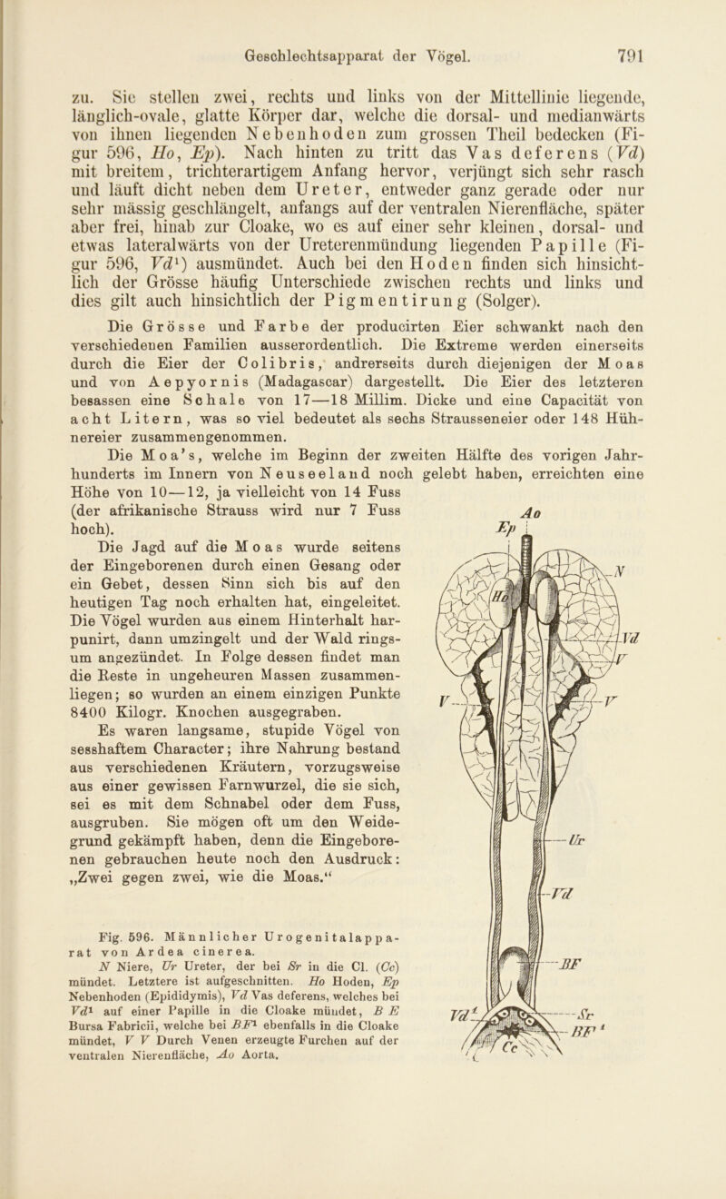 zu. Sie stellen zwei, rechts und links von der Mittellinie liegende, länglich-ovale, glatte Körper dar, welche die dorsal- und medianwärts von ihnen liegenden Nebenhoden zum grossen Theil bedecken (Fi- gur 596, Ho, Ep). Nach hinten zu tritt das Vas deferens (Vd) mit breitem, trichterartigem Anfang hervor, verjüngt sich sehr rasch und läuft dicht neben dem Ureter, entweder ganz gerade oder nur sehr massig geschlängelt, anfangs auf der ventralen Nierenfläche, später aber frei, hinab zur Cloake, wo es auf einer sehr kleinen, dorsal- und etwas lateralwärts von der Ureterenmündung liegenden Papille (Fi- gur 596, Vd1) ausmündet. Auch bei den Hoden finden sich hinsicht- lich der Grösse häufig Unterschiede zwischen rechts und links und dies gilt auch hinsichtlich der Pigmentirung (Solger). Die Grösse und Farbe der producirten Eier schwankt nach den verschiedenen Familien ausserordentlich. Die Extreme werden einerseits durch die Eier der Colibris, andrerseits durch diejenigen der Moas und von Aepyornis (Madagascar) dargestellt. Die Eier des letzteren besassen eine Schale von 17—18 Millim. Dicke und eine Capacität von acht Litern, was so viel bedeutet als sechs Strausseneier oder 148 Hüh- nereier zusammengenommen. Die Moa’s, welche im Beginn der zweiten Hälfte des vorigen Jahr- hunderts im Innern von N euseeland noch gelebt haben, erreichten eine Höhe von 10—12, ja vielleicht von 14 Fuss (der afrikanische Strauss wird nur 7 Fuss hoch). Die Jagd auf die Moas wurde seitens der Eingeborenen durch einen Gesang oder ein Gebet, dessen Sinn sich bis auf den heutigen Tag noch erhalten hat, eingeleitet. Die Vögel wurden aus einem Hinterhalt har- punirt, dann umzingelt und der Wald rings- um angezündet. In Folge dessen findet man die Beste in ungeheuren Massen zusammen- liegen; so wurden an einem einzigen Punkte 8400 Kilogr. Knochen ausgegraben. Es waren langsame, stupide Vögel von sesshaftem Character; ihre Nahrung bestand aus verschiedenen Kräutern, vorzugsweise aus einer gewissen Farnwurzel, die sie sich, sei es mit dem Schnabel oder dem Fuss, ausgruben. Sie mögen oft um den Weide- grund gekämpft haben, denn die Eingebore- nen gebrauchen heute noch den Ausdruck: „Zwei gegen zwei, wie die Moas.“ Fig. 596. Männlicher Urogenitalappa- rat von Ardea cinerea. N Niere, Ur Ureter, der bei Sr in die CI. (Cc) mündet. Letztere ist aufgeschnitten. Ho Hoden, Ep Nebenhoden (Epididymis), Vd Vas deferens, welches bei Vd1 auf einer Papille in die Cloake mündet, B E Bursa Fabricii, welche bei BF1 ebenfalls in die Cloake mündet, V V Durch Venen erzeugte Furchen auf der ventralen Nierenfläche, Ao Aorta.