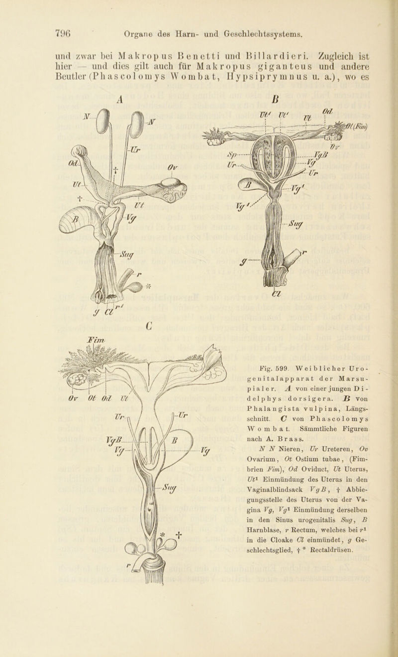 und zwar bei Makropus Benetti und Billardieri. Zugleich ist hier — und dies gilt auch für Makropus giganteus und andere Beutler (Ph as co 1 om ys Wombat, Hypsiprymnus u. a.), wo es A B C Fig. 599 Weiblicher Uro- genitalapparat der Marsu- p i a 1 e r. A von einer jungen Di- delphys dorsigera. JB von Phalangista vulpina, Längs- schnitt. O von Phascolomys Wombat. Sämmtliche Figuren nach A. Brass. N N Nieren, Ur Ureteren, Ov Ovarium, Ot Ostium tubae , (Fim- brien -Fm), Od Oviduct, Ut Uterus, Ut1 Einmündung des Uterus in den Vaginalblindsack VgB, f Abbie- gungsstelle des Uterus von der Va- gina Vg, Vg1 Einmündung derselben in den Sinus urogenitalis Sug, B Harnblase, r Rectum, welches bei r1 in die Cloake Ol einmündet, g Ge- schlechtsglied, f * Rectaldrüsen.