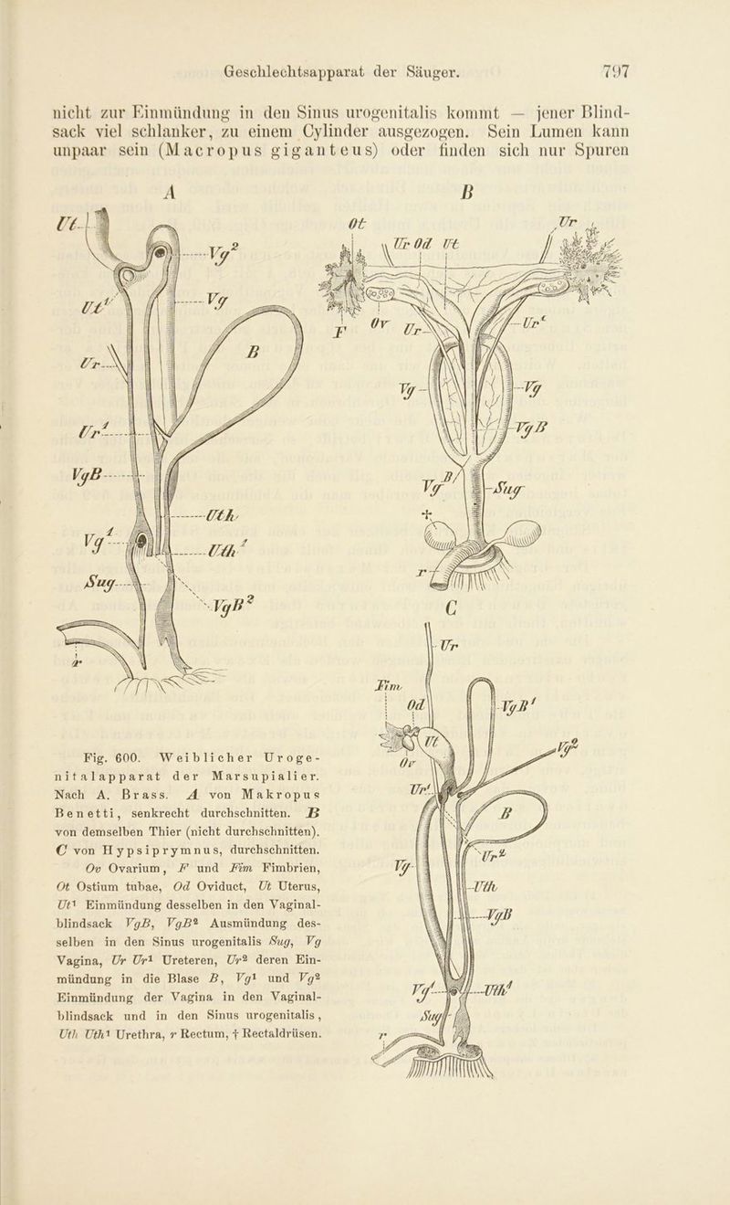 nicht zur Einmündung in den Sinus urogenitalis kommt — jener Blind- sack viel schlanker, zu einem Cylinder ausgezogen. Sein Lumen kann unpaar sein (M acropus giganteus) oder finden sich nur Spuren A Fig. 600. Weiblicher Uroge- nitalapparat der Marsupialier. Nach A. Brass. A von Makropus Benetti, senkrecht durchschnitten. JE» von demselben Thier (nicht durchschnitten). C von Hypsiprymnus, durchschnitten. Ov Ovarium, F und Firn Fimbrien, Ot Ostium tubae, Od Oviduct, Ut Uterus, TJO Einmündung desselben in den Vaginal- blindsack VgBj VgB2 Ausmündung des- selben in den Sinus urogenitalis 8ug, Vg Vagina, Ur TJr1 Ureteren, Ur% deren Ein- mündung in die Blase B, Vgx und Vg^ Einmündung der Vagina in den Vaginal- blindsack und in den Sinus urogenitalis, Uth Uth1 Urethra, r Rectum, f Rectaldrüsen. B C TTr J?inv I Od