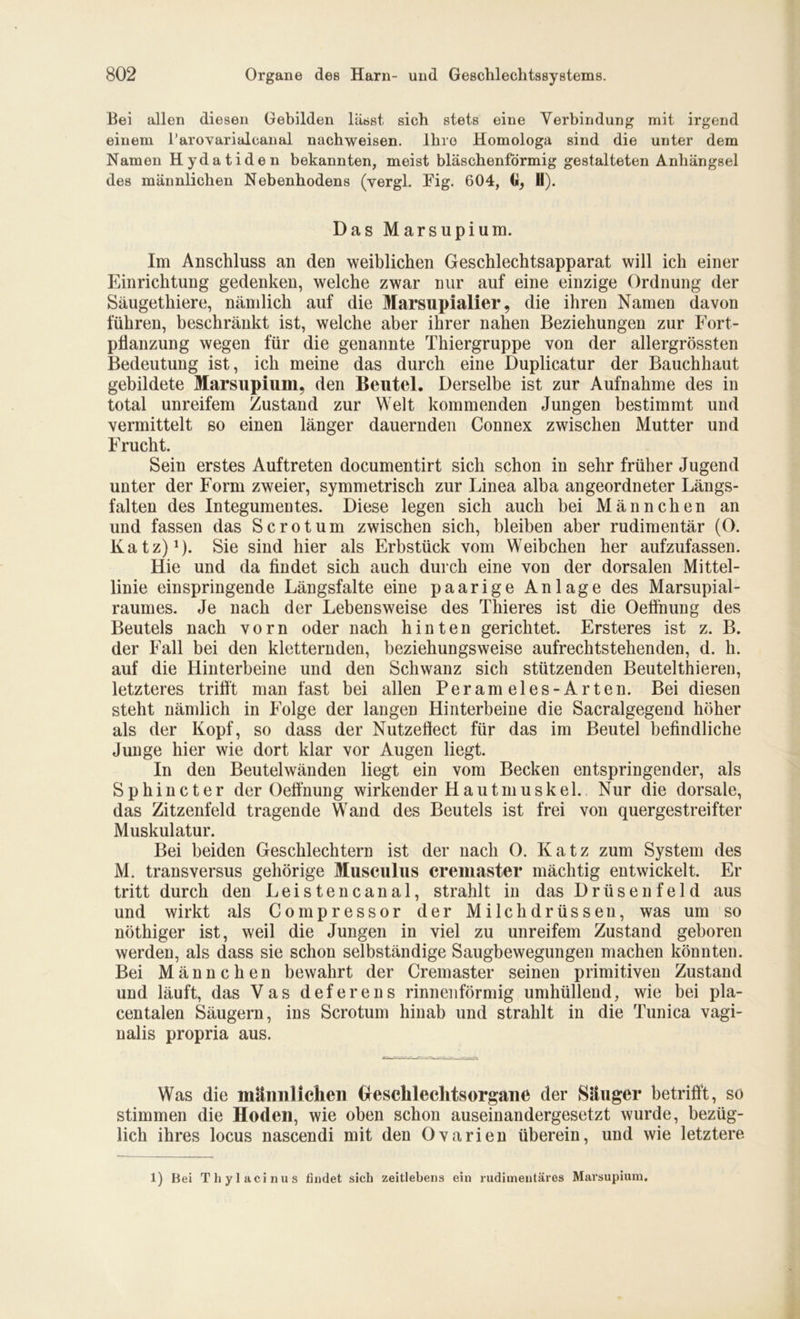 Bei allen diesen Gebilden lasst sich stets eine Verbindung mit irgend einem l’arovarialcanal nachweisen. Ihre Homologa sind die unter dem Namen Hydatiden bekannten, meist bläschenförmig gestalteten Anhängsel des männlichen Nebenhodens (vergl. Fig. 604, G, H). Das Marsupium. Im Anschluss an den weiblichen Geschlechtsapparat will ich einer Einrichtung gedenken, welche zwar nur auf eine einzige Ordnung der Säugethiere, nämlich auf die Marsupialier, die ihren Namen davon führen, beschränkt ist, welche aber ihrer nahen Beziehungen zur Fort- pflanzung wegen für die genannte Thiergruppe von der allergrössten Bedeutung ist, ich meine das durch eine Duplicatur der Bauchhaut gebildete Marsupium, den Beutel. Derselbe ist zur Aufnahme des in total unreifem Zustand zur Welt kommenden Jungen bestimmt und vermittelt so einen länger dauernden Connex zwischen Mutter und Frucht. Sein erstes Auftreten documentirt sich schon in sehr früher Jugend unter der Form zweier, symmetrisch zur Linea alba angeordneter Längs- falten des Integumeutes. Diese legen sich auch bei Männchen an und fassen das Scrotum zwischen sich, bleiben aber rudimentär (O. Katz)1)- Sie sind hier als Erbstück vom Weibchen her aufzufassen. Hie und da findet sich auch durch eine von der dorsalen Mittel- linie einspringende Längsfalte eine paarige Anlage des Marsupial- raumes. Je nach der Lebensweise des Thieres ist die Oeffnung des Beutels nach vorn oder nach hinten gerichtet. Ersteres ist z. B. der Fall bei den kletternden, beziehungsweise aufrechtstehenden, d. h. auf die Hinterbeine und den Schwanz sich stützenden Beuteltieren, letzteres trifft man fast bei allen Perameles-Arten. Bei diesen steht nämlich in Folge der langen Hinterbeine die Sacralgegend höher als der Kopf, so dass der Nutzeflect für das im Beutel befindliche Junge hier wie dort klar vor Augen liegt. In den Beutelwänden liegt ein vom Becken entspringender, als Sphincter der Oeffnung wirkender Hautmuskel. Nur die dorsale, das Zitzenfeld tragende Wand des Beutels ist frei von quergestreifter Muskulatur. Bei beiden Geschlechtern ist der nach O. Katz zum System des M. transversus gehörige Musculus cremaster mächtig entwickelt. Er tritt durch den Leistencanal, strahlt in das Drüsenfeld aus und wirkt als Compressor der Milchdrüssen, was um so nöthiger ist, weil die Jungen in viel zu unreifem Zustand geboren werden, als dass sie schon selbständige Saugbewegungen machen könnten. Bei Männchen bewahrt der Cremaster seinen primitiven Zustand und läuft, das Vas deferens rinnenförmig umhüllend, wie bei pla- centalen Säugern, ins Scrotum hinab und strahlt in die Tunica vagi- nalis propria aus. g-~ TT--.r-.-r r. -r—- — —--—- Was die männlichen Geschlechtsorgane der Säuger betrifft, so stimmen die Hoden, wie oben schon auseinandergesetzt wurde, bezüg- lich ihres locus nascendi mit den Ovarien überein, und wie letztere 1) Bei Tliylacinus findet sich zeitlebens ein rudimentäres Marsupium.