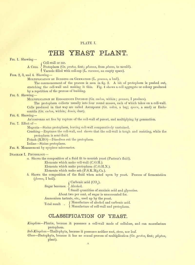 THE YEAST PLANT. Fig. 1. Showing—• ! Cell-wall or sac. A Cell J Protoplasm (Gr. protos, first; ‘plasma, from plasso, to mould). I Vacuole filled with cell-sap (L. vacuum, an empty space). Figs. 2, 3, and 4. Showing— Multiplication by Budding or Gemmation (L. gemma, a hud). The commencement of the process is seen in fig. 2. A bit of protoplasm is pushed out, stretching the cell-wall and making it thin. Fig. 4 shows a cell aggregate or colony produced by a repetition of the process of budding. Fig. 5. Showing— Multiplication by Endogenous Division (Gr. e-ndon, within; gennao, I produce). The protoplasm collects usually into four round masses, each of which takes on a cell-wall. Cells produced in that way are called Ascospores (Gr. askds, a bag; spora, a seed) or Endo- conidia (Gr. endon, within; konis, dust). Fig. 6. Showing— As'cospores set free by rupture of the cell-wall of parent, and multiplying by gemmation. Fig. 7. Effect of—■ Magenta—Stains protoplasm, leaving cell-wall comparatively unstained. ' Crushing—Euptures the cell-wall, and shows that the cell-wall is tough and resisting, while the protoplasm is semi-fiuid. Potash (KHO)—Dissolves out the protoplasm. Iodine—Stains protoplasm. Fig. 8. Measurement by eyepiece micrometer. Diagram I. Physiology— a. Shows the composition of a fluid fit to nourish yeast (Pasteur’s fluid). Elements which, make cell-wall (C.O.H.). Elements which make protoplasm (C.O.H.N.). Elements which make ash (P.S.K.Mg.Ca.). h. Shows the composition of the fluid when acted upon by yeast. Process of fermentation {ferveo, I boil). ( Carbonic acid (CO^). Sugar becomes < Alcohol. i Small quantities of succinic acid and glycerine. About two per cent, of sugar is unaccounted for. Ammonium tartrate, etc., used up by the yeast. Total result i ^^^^'^f^cture of alcohol and carbonic acid. ( Manufacture of cell-wall and protoplasm. CLASSIFICATION OF YEAST. Kingdom—Plant®, because it possesses a cell-wall made of cellulose, and can manufacture protoplasm. Sub-Kingdom—Thallophyta, because it possesses neither root, stem, nor leaf. Class—Protophyta, because it has no sexual process of multiplication (Gr. protos, first; pliyton, plant).