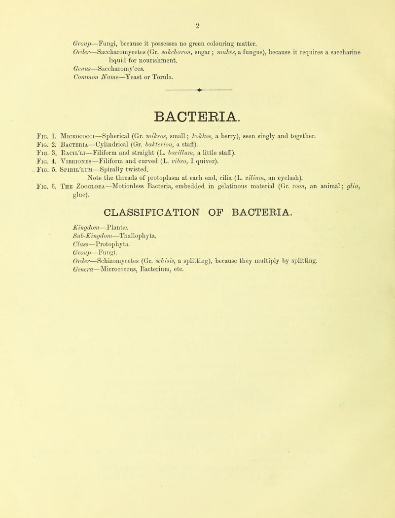 Group—Fungi, because it possesses no green colouring matter. Order—Saccharomycetes (Gr. sakcharon, sugar; mukes, a fungus), because it requires a saccharine Fig. 1. Micrococci—Spherical (Gr. mikros, small; kokkos, a berry), seen singly and together. Fig. 2. Bacteria—Cylindrical (Gr. hakterion, a staff). Fig. 3. Bacil'li—Filiform and straight (L. hacillum, a little staff). Fig. 4. Vibriones—Filiform and curved (L. vibro, I quiver). Fig. 5. Spieil'lum—Spirally twisted. Note the threads of protoplasm at each end, cilia (L. cilium, an eyelash). Fig. 6. The Zoogloea—Motionless Bacteria, embedded in gelatinous material (Gr. zoon, an animal; glia, Kingdom—Plantse. Sub-Kingdom—Thallophyta. Class—Protophyta. Group—Fungi. Order—Schizomycetes (Gr. schisis, a splitting), because they multiply by splitting. Genera—Micrococcus, Bacterium, etc. liquid for nourishment. Genus—Saccharomy'ces. Common Name—Yeast or Torula. glue). CLASSIFICATION OF BACTERIA.