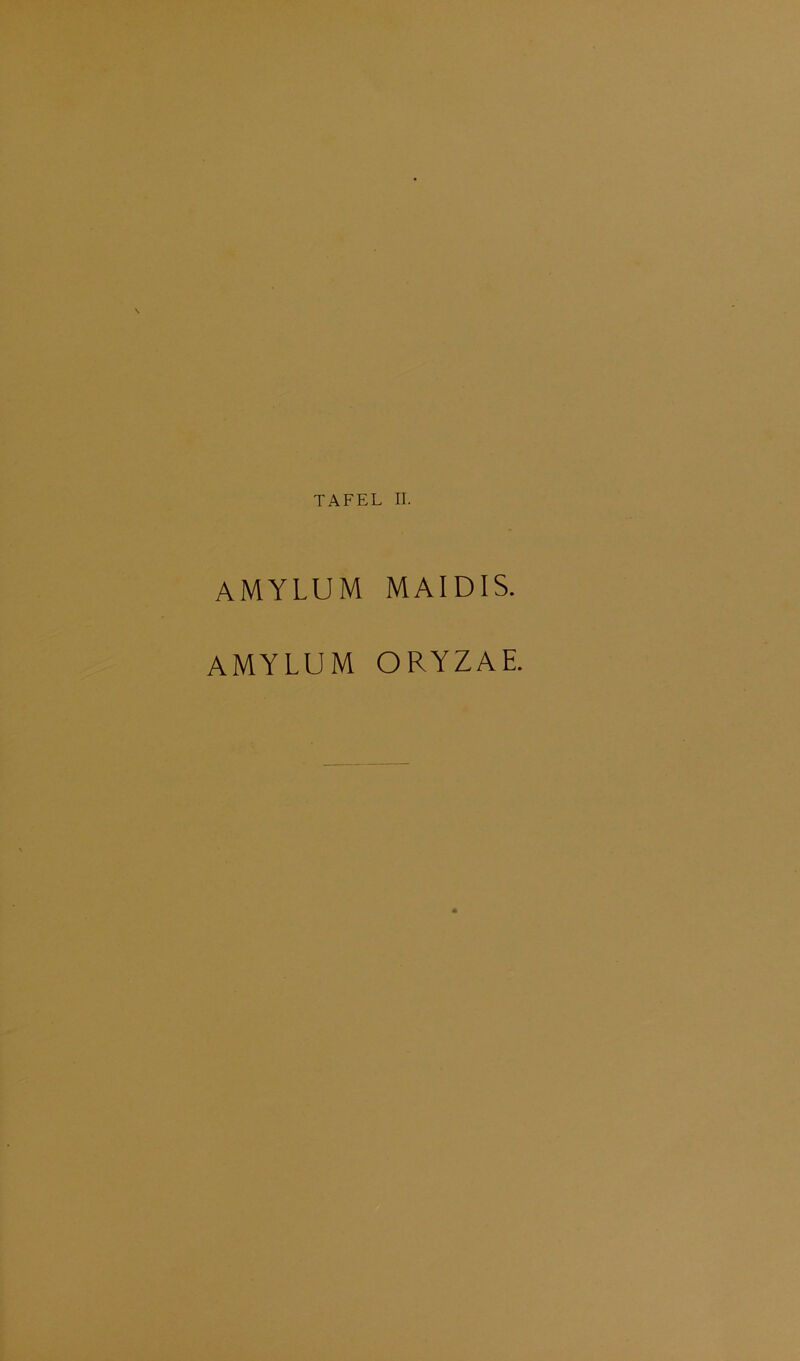 AMYLUM MAIDIS.