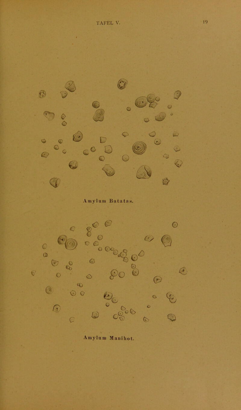 Aiiiyluiii Batatas. Amyluiu Manihot«