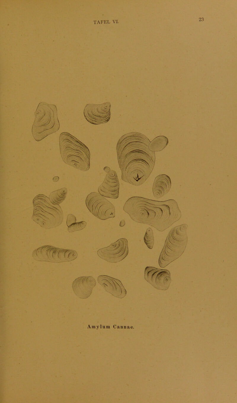 i t < Aniyliim Cannae.