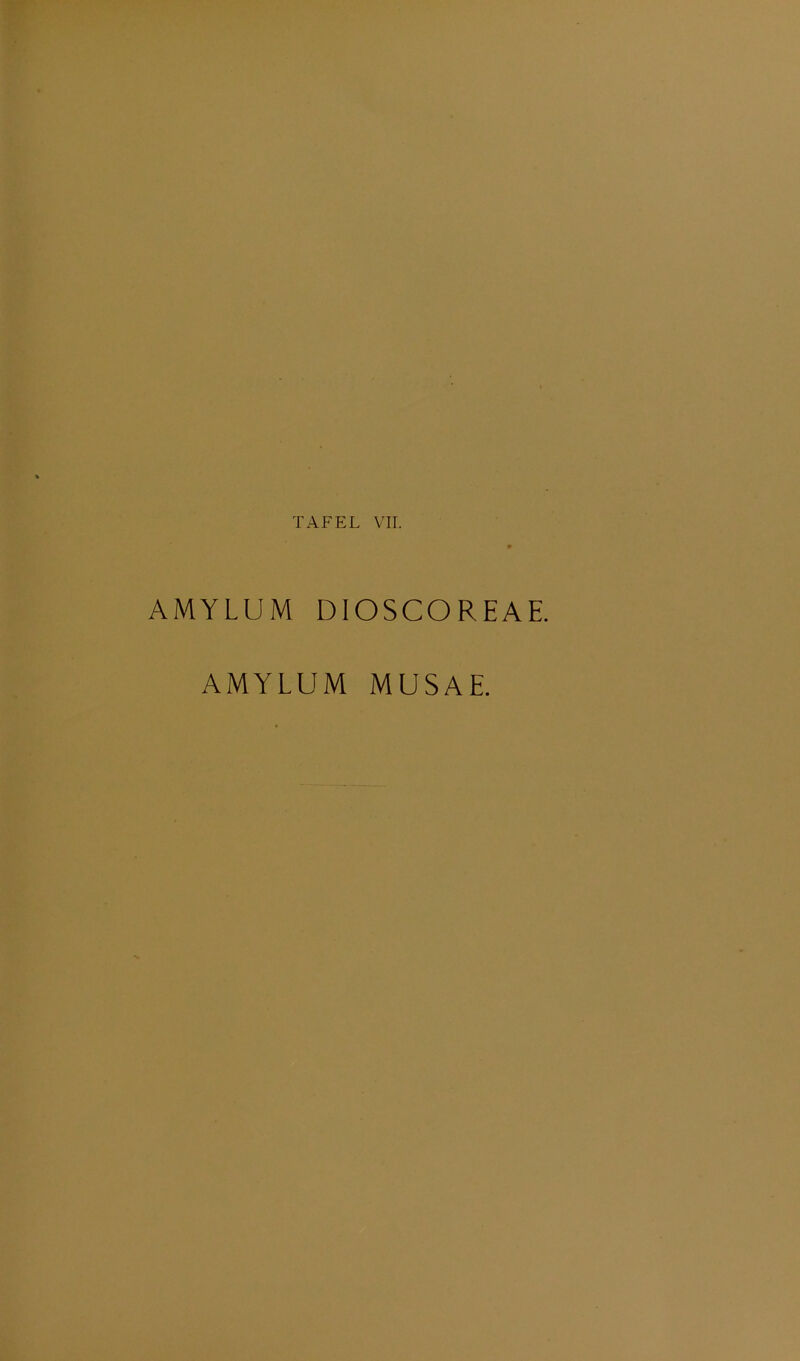 AMYLUM DIOSCOREAE.