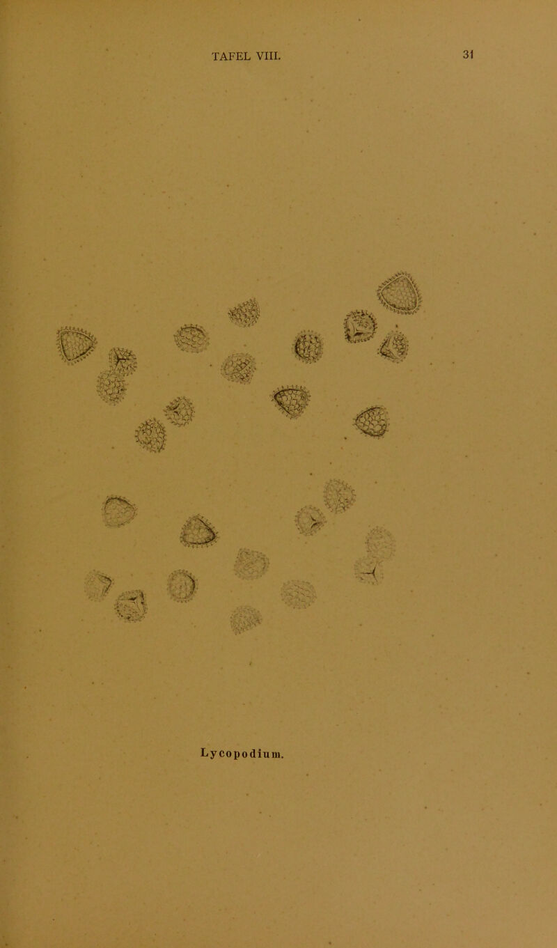 Lycopodiuin