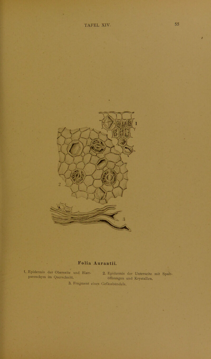 ♦ Polia Aurantii. Epidermis der Oberseite und Blatt- 2. Epidermis der Unterseite mit Spalt- parenchym im Querschnitt. Öffnungen und Krystallen. 3. Fragment eines Gefässbündels.