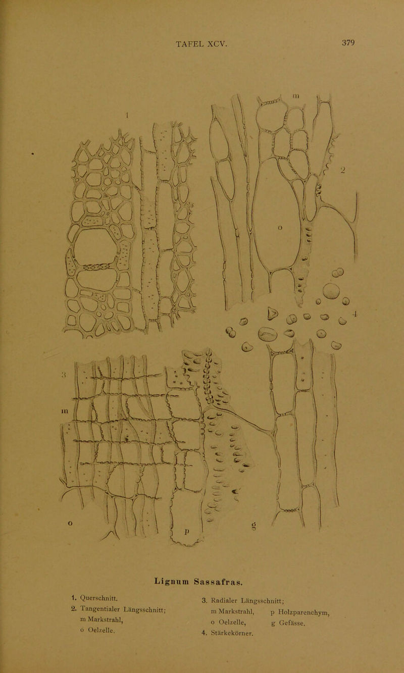 Ligiium 1. Querschnitt. 2. langentialer Längsschnitt; m Markstrahl, o Oelzelle. Sassafras. 3. Radialer Längsschnitt; m Markstrahl, p Holzparenchym, o Oelzelle, g Gefässe. 4. Stärkekörner.
