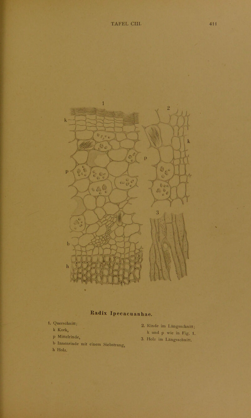 1 Radix Ipecacuanhae. 1. Querschnitt; k Kork, p Mittelrinde, b Innenrinde mit einem Siebstrang h Holz. 2. Rinde im Längsschnitt; k und p wie in Fig. 1. 3. Holz im Längsschnitt. I