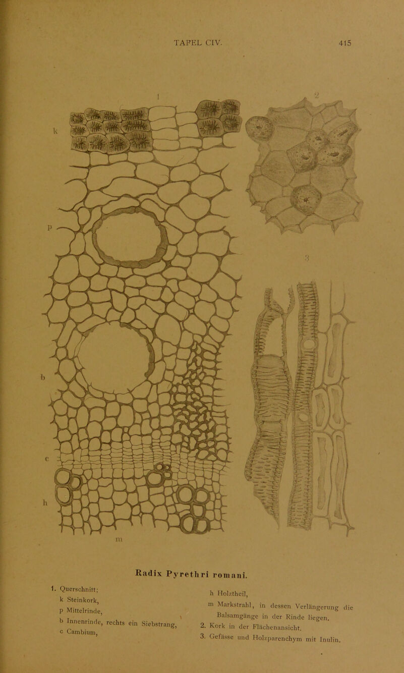 S m Kcadix Pyrethri roniaiii. 1. Querschnitt; k Steinkork, p Mittelrincie, b Innenrinde, rechts ein Siebstrang, c Cambium, h Holztheil, m Markstrahl, in dessen Verlängerung die Balsamgänge in der Rinde liegen. 2. Kork in der Flächenansicht. 3. Gefässe und Holzparenchym mit Inulin.