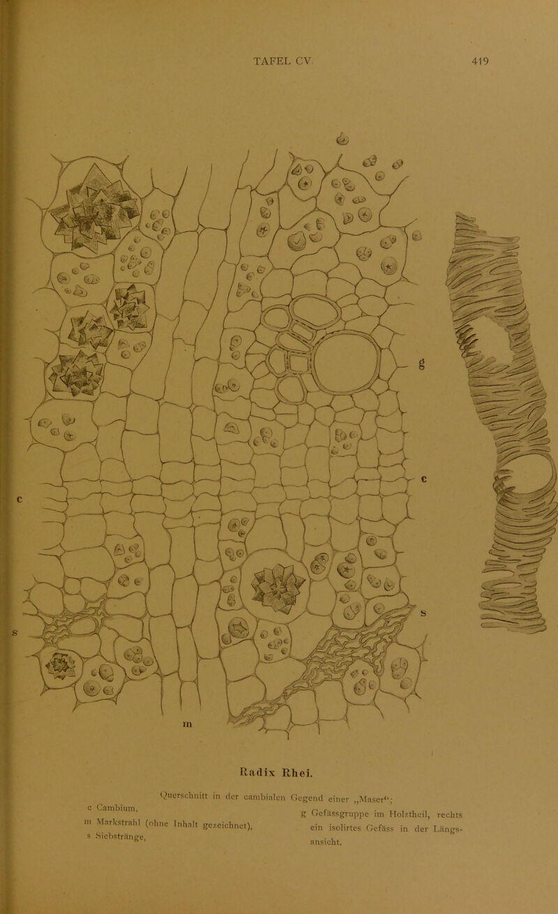 Radix Rhei. (^)uerschnitt in der cainbialen c Cambiiim, in Markstralil (ohne Inhalt gezeichnet), s Sicbstränge, Gegend einer ,,Maser‘‘; g Gefässgnippe iin Holztheil, rechts ein isolirtes GefSss in der Längs- ansicht.