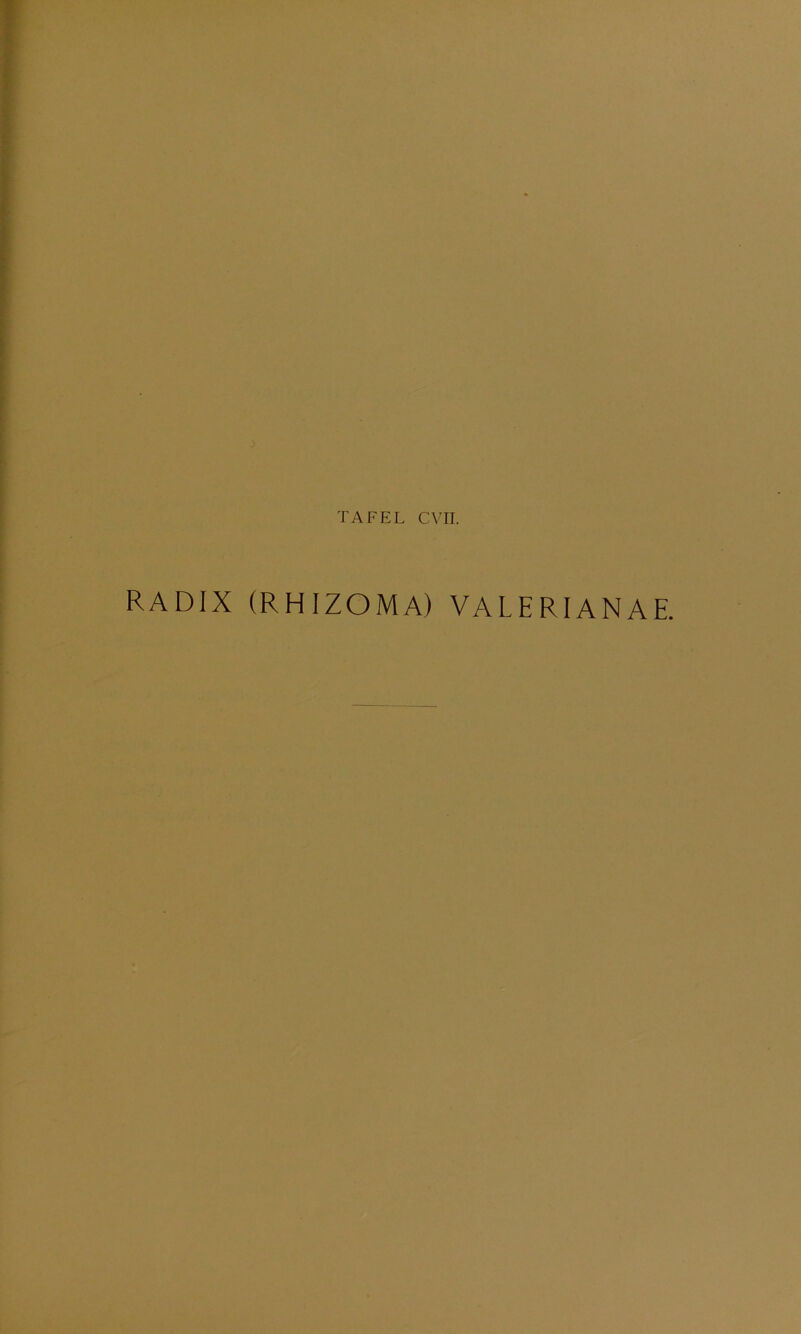 RADIX (RHIZOMA) VALERIANAE.
