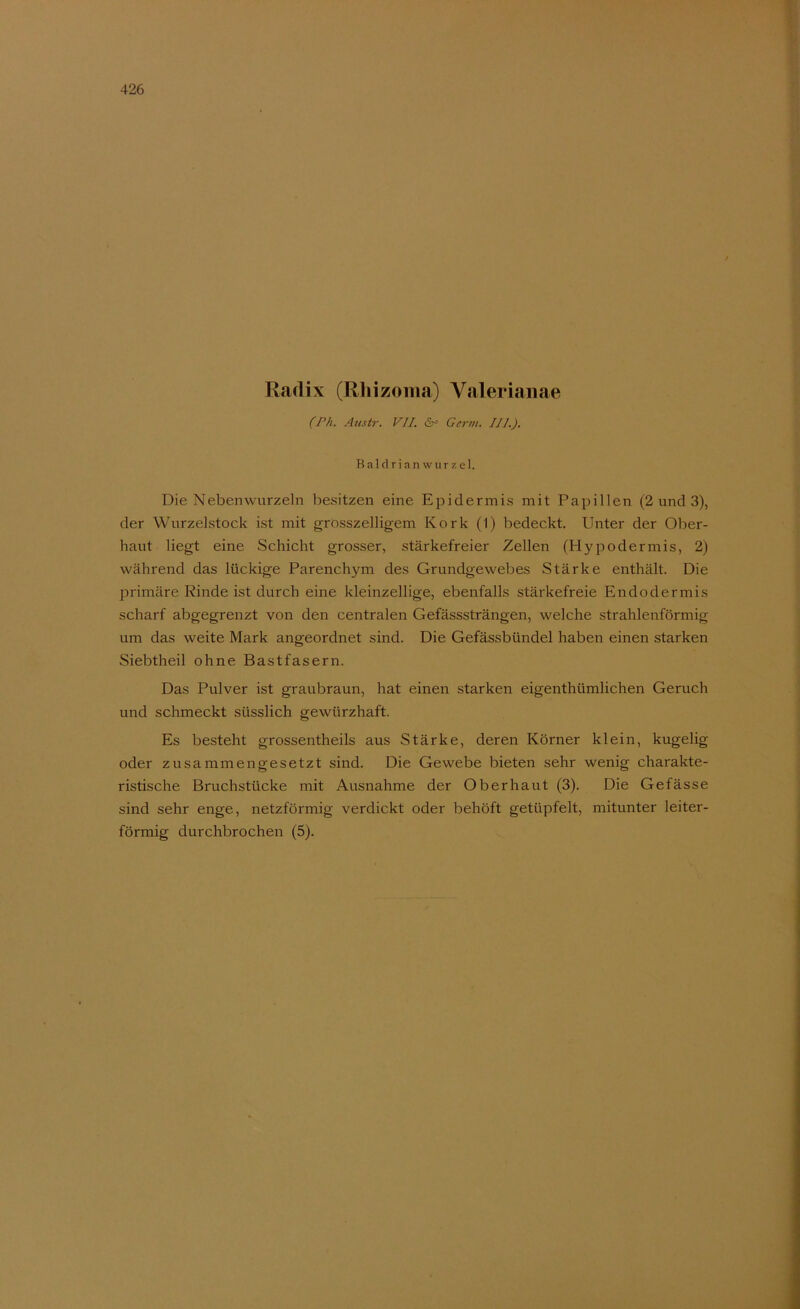 (Ph, Austr. VII. (5r= Germ. UL). Baldrianwurzel. Die Nebenwurzeln besitzen eine EiDidermis mit Papillen (2 und 3), der Wurzelstock ist mit grosszelligem Kork (1) bedeckt. Unter der Ober- haut liegt eine Schicht grosser, stärkefreier Zellen (Hypodermis, 2) während das lückige Parenchym des Grundgewebes Stärke enthält. Die primäre Rinde ist durch eine kleinzellige, ebenfalls stärkefreie Endodermis scharf abgegrenzt von den centralen Gefässsträngen, welche strahlenförmig um das weite Mark angeordnet sind. Die Gefässbündel haben einen starken Siebtheil ohne Bastfasern. Das Pulver ist graubraun, hat einen starken eigenthümlichen Geruch und schmeckt süsslich gewürzhaft. Es besteht grossentheils aus Stärke, deren Körner klein, kugelig oder zusammengesetzt sind. Die Gewebe bieten sehr wenig charakte- ristische Bruchstücke mit Ausnahme der Oberhaut (3). Die Gefässe sind sehr enge, netzförmig verdickt oder behöft getüpfelt, mitunter leiter- förmig durchbrochen (5).