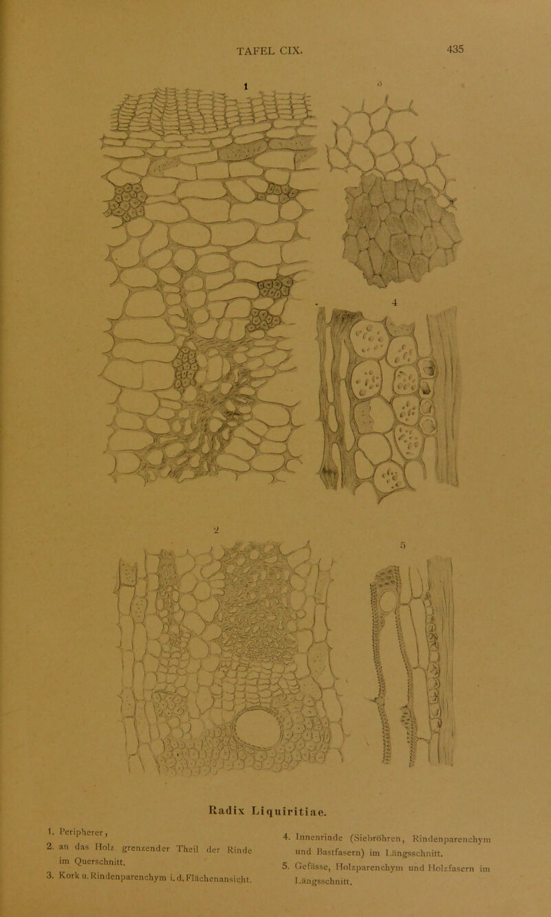 1. Peripherer, 2. an das Holz grenzender Theil der Rinde im Querschnitt. 3. Kork u. Rindenparenchym i.d. Flächenansicht. 4. Innenrinde (Siebröhren, Kindenparenchym und Bastfasern) im l.ängsschnitt. 5. Gefässe, Holzparenchym und Holzfasern im l.ängsschnitt.