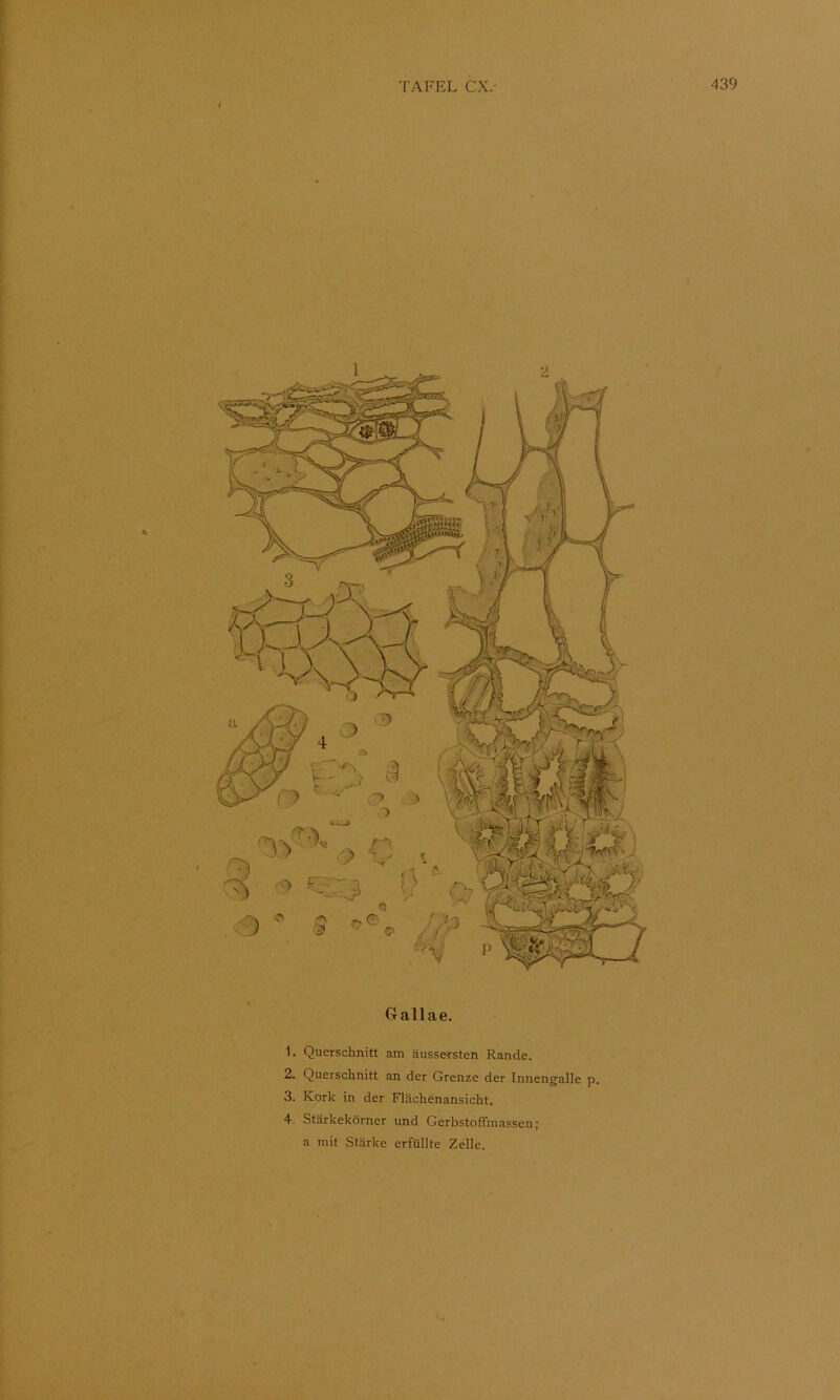 f Gallae. 1. Querschnitt am äussersten Rande. 2. Querschnitt an der Grenze der Innengalle p. 3. Kork in der Flächenansicht. 4. Stärkekörner und Gerbstoffmassen; a mit Stärke erfüllte Zelle.