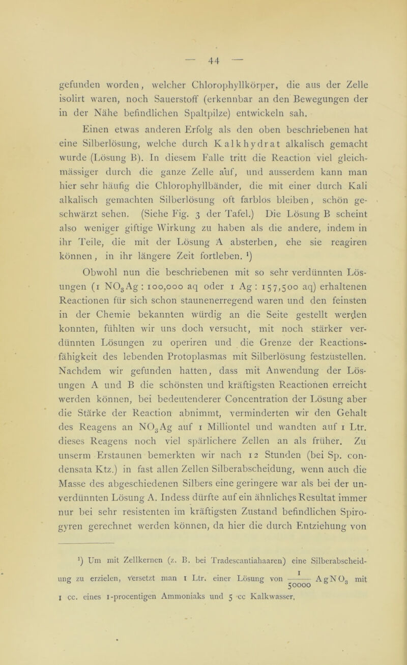 gefunden worden, welcher Chlorophyllkörper, die aus der Zelle isolirt waren, noch Sauerstoff (erkennbar an den Bewegungen der in der Nähe befindlichen Spaltpilze) entwickeln sah. Einen etwas anderen Erfolg als den oben beschriebenen hat eine Silberlösung, welche durch Kalkhydrat alkalisch gemacht wurde (Lösung B). In diesem Falle tritt die Reaction viel gleich- mässiger durch die ganze Zelle auf, und ausserdem kann man hier sehr häufig die Chlorophyllbänder, die mit einer durch Kali alkalisch gemachten Silberlösung oft farblos bleiben, schön ge- schwärzt sehen. (Siehe Eig. 3 der Tafel.) Die Lösung B scheint also weniger giftige Wirkung zu haben als die andere, indem in ihr Teile, die mit der Lösung A absterben, ehe sie reagiren können , in ihr längere Zeit fortleben. * l) Obwohl nun die beschriebenen mit so sehr verdünnten Lös- ungen (1 N03Ag: 100,000 aq oder 1 Ag : 157,500 aq) erhaltenen Reactionen für sich schon staunenerregend waren und den feinsten in der Chemie bekannten würdig an die Seite gestellt werden konnten, fühlten wir uns doch versucht, mit noch stärker ver- dünnten Lösungen zu operiren und die Grenze der Reactions- fähigkeit des lebenden Protoplasmas mit Silberlösung festzustellen. Nachdem wir gefunden hatten, dass mit Anwendung der Lös- ungen A und B die schönsten und kräftigsten Reactionen erreicht werden können, bei bedeutenderer Concentration der Lösung aber die Stärke der Reaction abnimmt, verminderten wir den Gehalt des Reagens an N03Ag auf 1 Milliontel und wandten auf 1 Ltr. dieses Reagens noch viel spärlichere Zellen an als früher. Zu unserm Erstaunen bemerkten wir nach 12 Stunden (bei Sp. con- densata Ktz.) in fast allen Zellen Silberabscheidung, wenn auch die Masse des abgeschiedenen Silbers eine geringere war als bei der un- verdünnten Lösung A. Indess dürfte auf ein ähnliches Resultat immer nur bei sehr resistenten im kräftigsten Zustand befindlichen Spiro- gyren gerechnet werden können, da hier die durch Entziehung von J) Um mit Zellkernen (z. B. bei Tradescantiahaaren) eine Silberabscheid- ung zu erzielen, versetzt man 1 Ltr. einer Losung von AgNO„ mit 50000 a I cc. eines 1-procentigen Ammoniaks und 5 ec Kalkwasser,