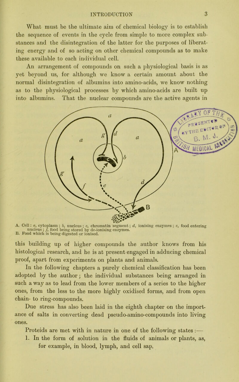 Whafc must be the ultimate aim of chemical l)iology is to establish the sequence of events in the cycle from simple to more complex sub- stances and the disintegration of the latter for the purposes of liberat- ing energy and of so acting on other chemical compounds as to make these available to each individual cell. An arrangement of compounds on such a physiological basis is as yet beyond us, for although we know a certain amount about the normal disintegration of albumins into amino-acids, we know nothing as to the physiological processes by which amino-acids are built up into albumins. That the nuclear compounds are the active agents in A. Cell: a, cytoplasm ; h, nucleus ; c, chromatin segment; d, ionising enzymes ; e, food entering nucleus ; f, food being stored by de-ionising enzymes. B. Food which is being digested or ionised. this building up of higher compounds the author knows from his histological research, and he is at present engaged in adducing chemical proof, apart from experiments on plants and animals. In the following chapters a purely chemical classification has been adopted by the author; the individual substances being arranged in such a way as to lead from the lower members of a series to the higher ones, from the less to the more highly oxidised forms, and from open chain- to ring-compounds. Due stress has also been laid in the eighth chapter on the import- ance of salts in converting dead pseudo-amino-compounds into living ones. Proteids are met with in nature in one of the following states:— 1. In the form of solution in the fluids of animals or plants, as, for example, in blood, lymph, and cell sap.