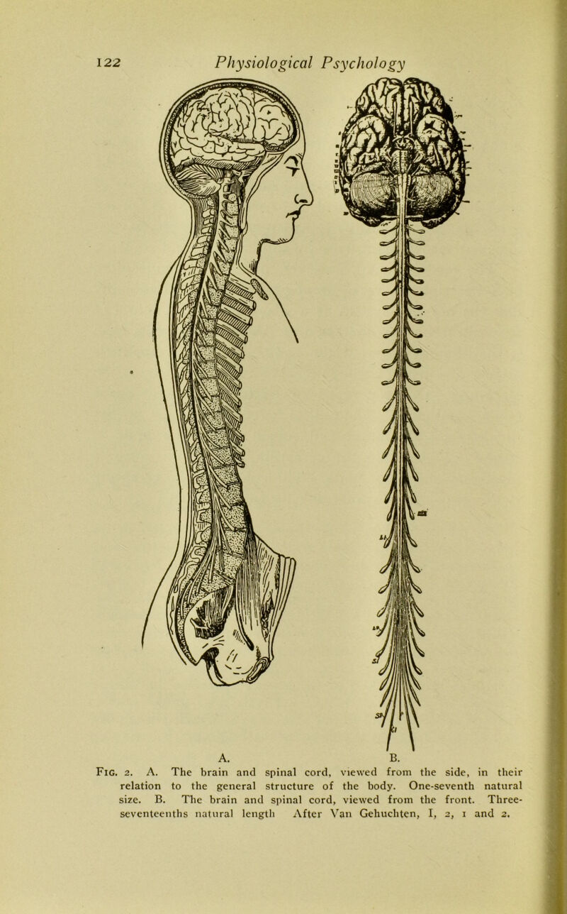 Fig. 2. A. The brain and spinal cord, viewed from the side, in their relation to the general structure of the body. One-seventh natural size. B. The brain and spinal cord, viewed from the front. Three- seventeenths natural length After Van Gehuchten, I, 2, 1 and 2.