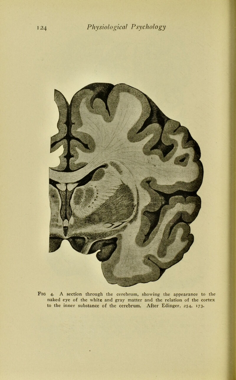 Fig 4. A section through the cerebrum, showing the appearance to the naked eye of the white and gray matter and the relation of the cortex to the inner substance of the cerebrum. After Edinger, 254, 173.