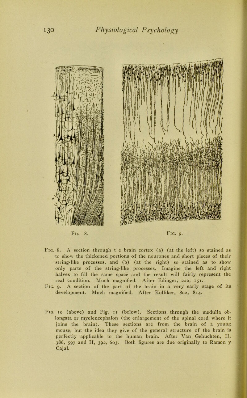 Fig 8. Fig. 9. Fig. 8. A section through t e brain cortex (a) (at the left) so stained as to show the thickened portions of the neurones and short pieces of their string-like processes, and (b) (at the right) so stained as to show only parts of the string-like processes. Imagine the left and right halves to fill the same space and the result will fairly represent the real condition. Much magnified. After Edinger, 220, 151. Fig. 9. A section of the part of the brain in a very early stage of its development. Much magnified. After Kolliker, 802, 814. Fig. 10 (above) and Fig. 11 (below). Sections through the medulla ob- longata or myelencephalon (the enlargement of the spinal cord where it joins the brain). These sections are from the brain of a young mouse, but the idea they give of the general structure of the brain is perfectly applicable to the human brain. After Van Gehuchten, II, 386, 597 and II, 392, 603. Both figures are due originally to Ramon y Cajal.