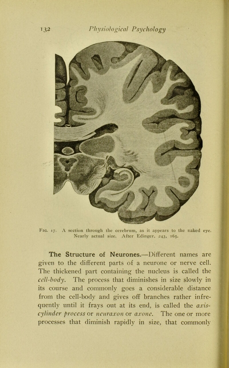 Fig. 17. A section through the cerebrum, as it appears to the naked eye. Nearly actual size. After Edinger, 243, 165. The Structure of Neurones.—Different names are given to the different parts of a neurone or nerve cell. The thickened part containing the nucleus is called the cell-body. The process that diminishes in size slowly in its course and commonly goes a considerable distance from the cell-body and gives off branches rather infre- quently until it frays out at its end, is called the axis- cylinder process or ncuraxon or axonc. The one or more processes that diminish rapidly in size, that commonly