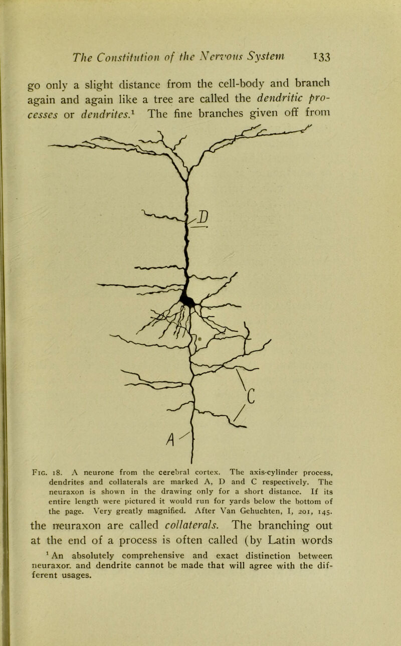 go only a slight distance from the cell-body and branch again and again like a tree are called the dendritic pro- cesses or dendrites.1 The fine branches given off from Fig. 18. A neurone from the cerebral cortex. The axis-cylinder process, dendrites and collaterals are marked A, D and C respectively. The neuraxon is shown in the drawing only for a short distance. If its entire length were pictured it would run for yards below the bottom of the page. Very greatly magnified. After Van Gehuchten, I, 201, 145. the neuraxon are called collaterals. The branching out at the end of a process is often called (by Latin words 1 An absolutely comprehensive and exact distinction between neuraxon and dendrite cannot be made that will agree with the dif- ferent usages.