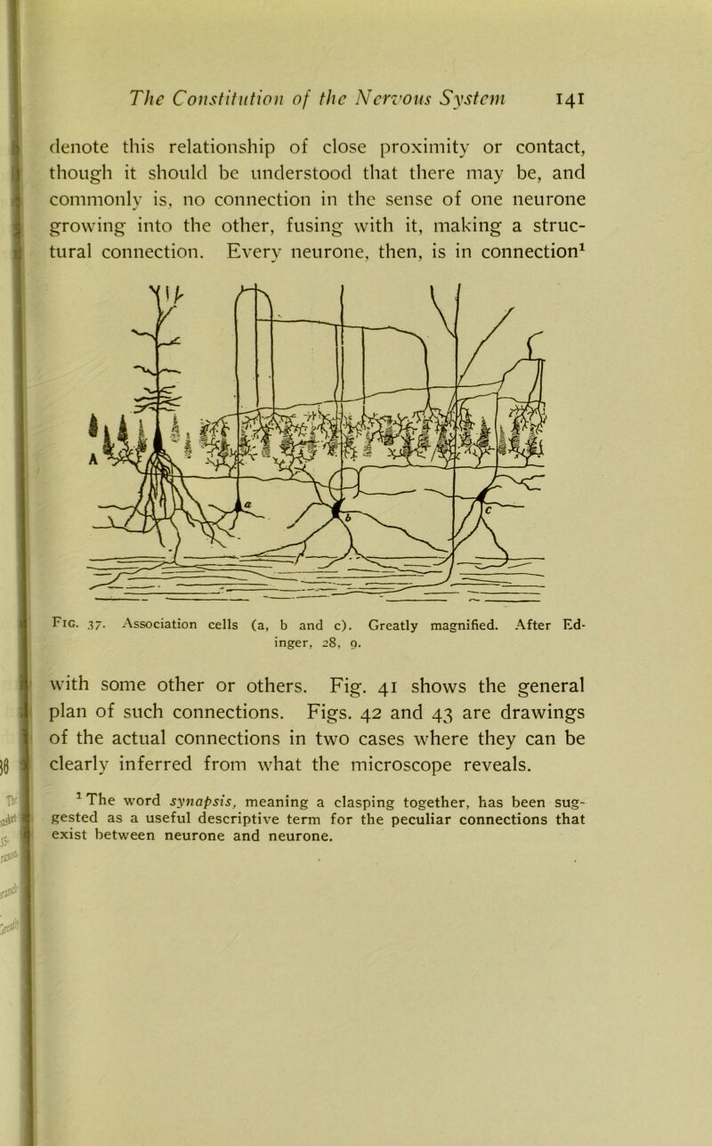 denote this relationship of close proximity or contact, though it should be understood that there may be, and commonly is, no connection in the sense of one neurone growing into the other, fusing with it, making a struc- tural connection. Every neurone, then, is in connection1 Fig. 37. Association cells (a, b and c). Greatly magnified. After Ed- inger, 28, 9. with some other or others. Fig. 41 shows the general plan of such connections. Figs. 42 and 43 are drawings of the actual connections in two cases where they can be clearly inferred from what the microscope reveals. 1 The word synapsis, meaning a clasping together, has been sug- gested as a useful descriptive term for the peculiar connections that exist between neurone and neurone.