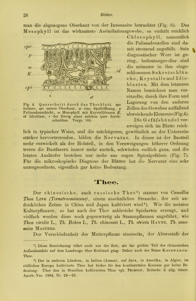 man die abgezogene Oberhaut von der Innenseite betrachtet (Fig. 6). Das Mesophyll ist das wirksamste Assimilationsgewebe, es enthält reichlich Chlorophyll, namentlich die Palissadenzellen sind da- mit strotzend angefüllt. Sein diagnostischer Wert ist ge- ring , bedeutungsvoller sind die mitunter in ihm einge- schlossenen Sekretschläu- che, Krystalle und I d i o - bl asten. Mit dem letzteren Namen bezeichnet man ver- einzelte, durch ihre Form und Lagerung von den anderen Zellen des Gewebes auffallend ab weich endeElemente (Fig.4). Die Gefäfsbündel ver- zweigen sich im Blatte reich- lich in typischer Weise, und die mächtigeren, gewöhnlich an der Unterseite stärker hervortretenden, bilden die Nervatur. In dieser ist der Bastteil mehr entwickelt als der Holzteil, in den Verzweigungen höherer Ordnung treten die Bastfasern immer mehr zurück, schwinden endlich ganz, und die letzten Ausläufer bestehen nur mehr aus engen Spiralgefäfsen (Fig. 7). Für die mikroskopische Diagnose der Blätter hat die Nervatur eine sehr untergeordnete, eigentlich gar keine Bedeutung. Tliee. Der chinesische, auch russische Thee^) stammt von Camellia Thea Link (Ternstroemiaceae) ^ einem ansehnlichen Strauche, der seit un- denklichen Zeiten in China und Japan kultiviert wird^). Wie die meisten Kulturpflanzen, so hat auch der Thee zahlreiche Spielarten erzeugt, und vielfach werden diese noch gegenwärtig als Stammpflanzen angeführt, wie Thea viridis L., Th. Bohea L, Th. chinensis L., Th. stricta Hayne, Th. assa- mica Masters. Der Verscliiedenheit der Mutterpflanze einerseits, der Altersstufe der Diese Bezeichnung rührt noch aus der Zeit, als der gröfste Teil des chinesischen Aufsenhandels auf dem Landwege über Rufsland ging. Daher auch der Name Karawanen- Thee. Der in anderen Ländern, in Indien (Assam), auf Java, in Amerika, in Algier, im südlichen Europa kultivierte Thee hat bisher für den kontinentalen Konsum gar keine Be- deutung. Über den in Brasilien kultivierten Thee vgl. Peckolt, Zeitschr. d. allg. österr. Apoth.-Ver. 1884, Nr. 24—25. Fig. 4. Querschnitt durch das Theeblatt. epa äufsere, epi untere Oberhaut, st eine Spaltöffnung, p Palissadenschicht, m Mesophyll mit Krystalldrusen X, id Idioblast, * der Zweig eines solchen quer durch- schnitten. Vergr. I6ü.