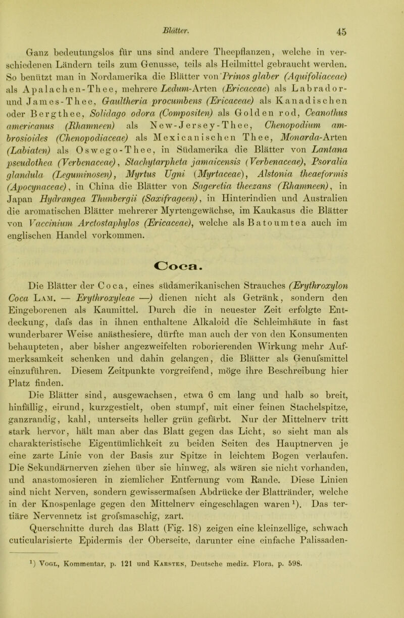 Ganz bedeutimgslos für uns sind andere Tlieepflanzen, welche in ver- schiedenen Ländern teils zum Genüsse, teils als Heilmittel gebraucht werden. So benützt man in Nordamerika die Blätter YOw'Prinosglaher (Aquifoliaceae) als A p a 1 a c h e n - T h e e, mehrere Ledum-KviQw (Ericaceae) als L a b ra d o r- und James-Thee, GaiiUheria procumbens (Ericaceae) als Kanadischen oder Bergthee, Solidago odora (Compositen) als Golden rod, Ceanothus americanus (Rhamneen) als New-Jersey-The e, Chenopodium am- hrosioides (Chenopodiaceae) als Mexicanischen Thee, Monarda-Arten (Labiaten) als Oswego-Thee, in Südamerika die Blätter von Lantana pseudothea (Verbenaceae), Stachytarpheta jamaicensis (Verbenaceae), Psoralia glandida (Leguminosen), Myrtus ügni (Myrtaceae), Alstonia theaeformis (Äpocynaceae), in China die Blätter von Sageretia theezans (Rhamneen), in Japan Hydrangea Thunbergii (Saxifrageen), in Hinterindien und Australien die aromatischen Blätter mehrerer Myrtengewächse, im Kaukasus die Blätter von Vacciniiim Arctostapliylos (Ericaceae), welche alsBatoumtea auch im englischen Handel verkommen. Coca. Die Blätter der Coca, eines südamerikanischen Strauches (Erythroxylon Coca Lam. — Eryihroxyleae •—-) dienen nicht als Getränk, sondern den Eingeborenen als Kaumittel. Durch die in neuester Zeit erfolgte Ent- deckung, dafs das in ihnen enthaltene Alkaloid die Schleimhäute in fast wunderbarer Weise anästhesiere, dürfte man auch der von den Konsumenten behaupteten, aber bisher angezweifelten roborierenden Wirkung mehr Auf- merksamkeit schenken und dahin gelangen, die Blätter als Genufsmittel einzuführen. Diesem Zeitpunkte vorgreifend, möge ihre Beschreibung hier Platz finden. Die Blätter sind, ausgewachsen, etwa 6 cm lang und halb so breit, hinfällig, eirund, kurzgestielt, oben stumpf, mit einer feinen Stachelspitze, ganzrandig, kahl, unterseits heller grün gefärbt. Nur der Mittelnerv tritt stark hervor, hält man aber das Blatt gegen das Licht, so sieht man als charakteristische Eigentümlichkeit zu beiden Seiten des Hauptnerven je eine zarte Linie von der Basis zur Spitze in leichtem Bogen verlaufen. Die Sekundärnerven ziehen über sie hinweg, als wären sie nicht vorhanden, und anastomosieren in ziemlicher Entfernung vom Rande. Diese Linien sind nicht Nerven, sondern gewissermafsen Abdrücke der Blattränder, welche in der Knospenlage gegen den Mittelnerv eingeschlagen waren ^). Das ter- tiäre Nervennetz ist grofsmaschig, zart. Querschnitte durch das Blatt (Fig. 18) zeigen eine kleinzellige, schwach cuticularisierte Epidermis der Oberseite, darunter eine einfache Palissaden- Vogl, Kommentar, p. 121 und Karsten, Deutsche mediz. Flora, p. 598.