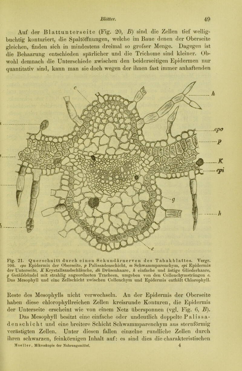 Auf der Blattuntcrseitc (Fig. 20, B) sind die Zellen tief wellig- buclitig konturiert, die Spaltöffnungen, welche im Baue denen der Oberseite gleichen, finden sich in mindestens dreimal so grofser Menge. Dagegen ist die Behaarung entschieden speärlicher und die Trichome sind kleiner. Ob- wohl demnach die Unterschiede zwischen den beiderseitigen Epidermen nur quantitativ sind, kann man sie doch wegen der ihnen fast immer anhaftenden Fig. 21. Querschnitt durch einen Sekundärnerven des Tabakblattes. Vergr. 100. epo Epidermis der Oberseite, p Palissadenschicht, m Schwammparenchym, epi Epidermis der Unterseite, X Krystallsandschläuclie, dh Drüsenhaare, h einfache und ästige Gliederhaare, g Geiäfsbündel mit strahlig jmgeordneten Tracheen, umgeben von den Collenchymsträngen c. Das Mesophyll und eine Zellschicht zwischen Collenchym und Epidermis enthält Chlorophyll. Reste des Mesophylls nicht verwechseln. An der Epidermis der Oberseite haben diese chlorophyllreichen Zellen kreisrunde Konturen, die Epidermis der Unterseite erscheint wie von einem Netz übersponnen (vgl. Fig. 6, B), Das Mesophyll besitzt eine einfaclie oder undeutlich doppelte Palissa- denschicht und eine breitere Schicht Schwammparenchym aus sternförmig verästigten Zellen. Unter diesen fallen einzelne rundliche Zellen durch ihren schwarzen, feinkörnigen Inhalt auf: es sind dies die charakteristischen Moeller, Miliroskopie der Nahrungsmittel. 4